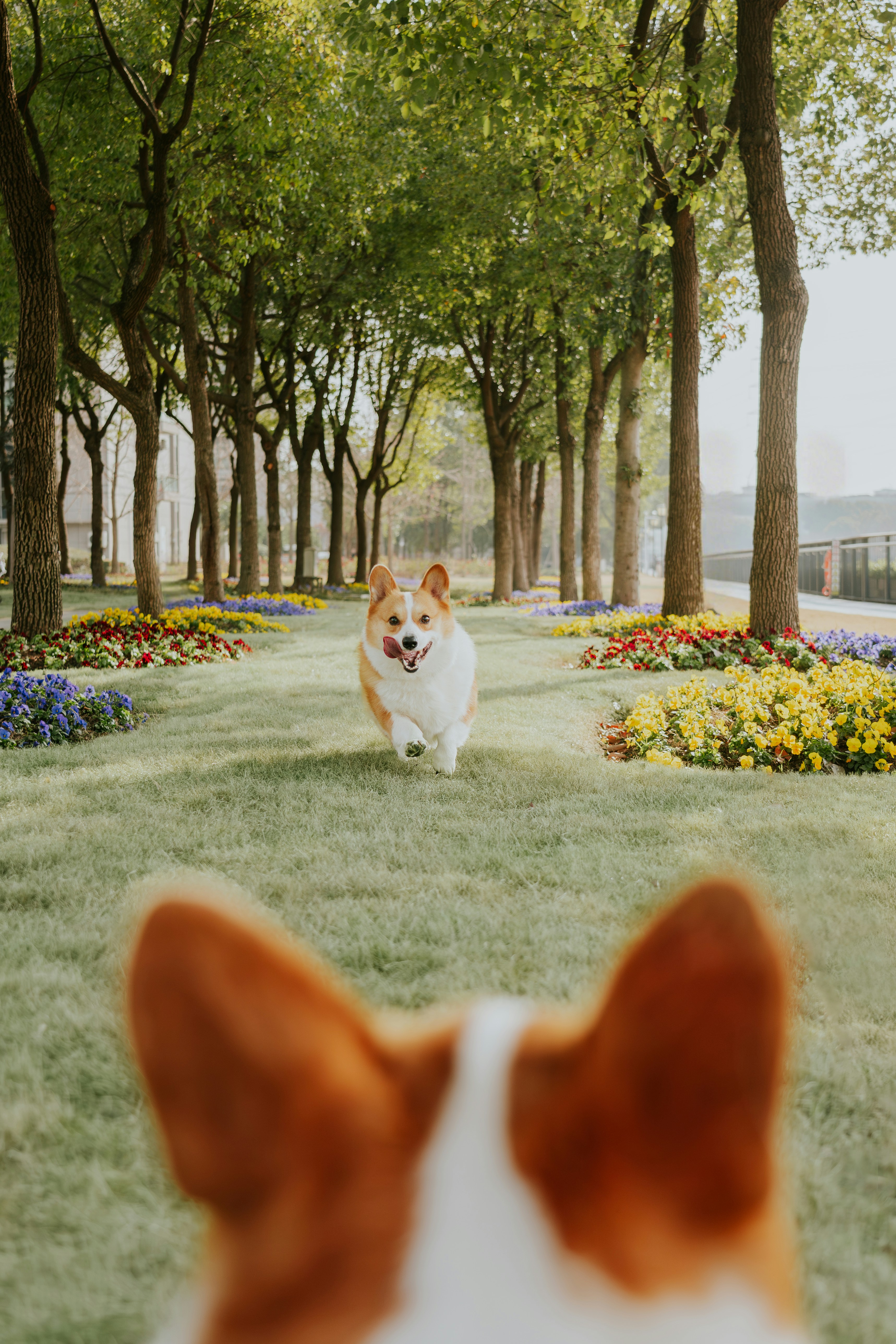 Pet post