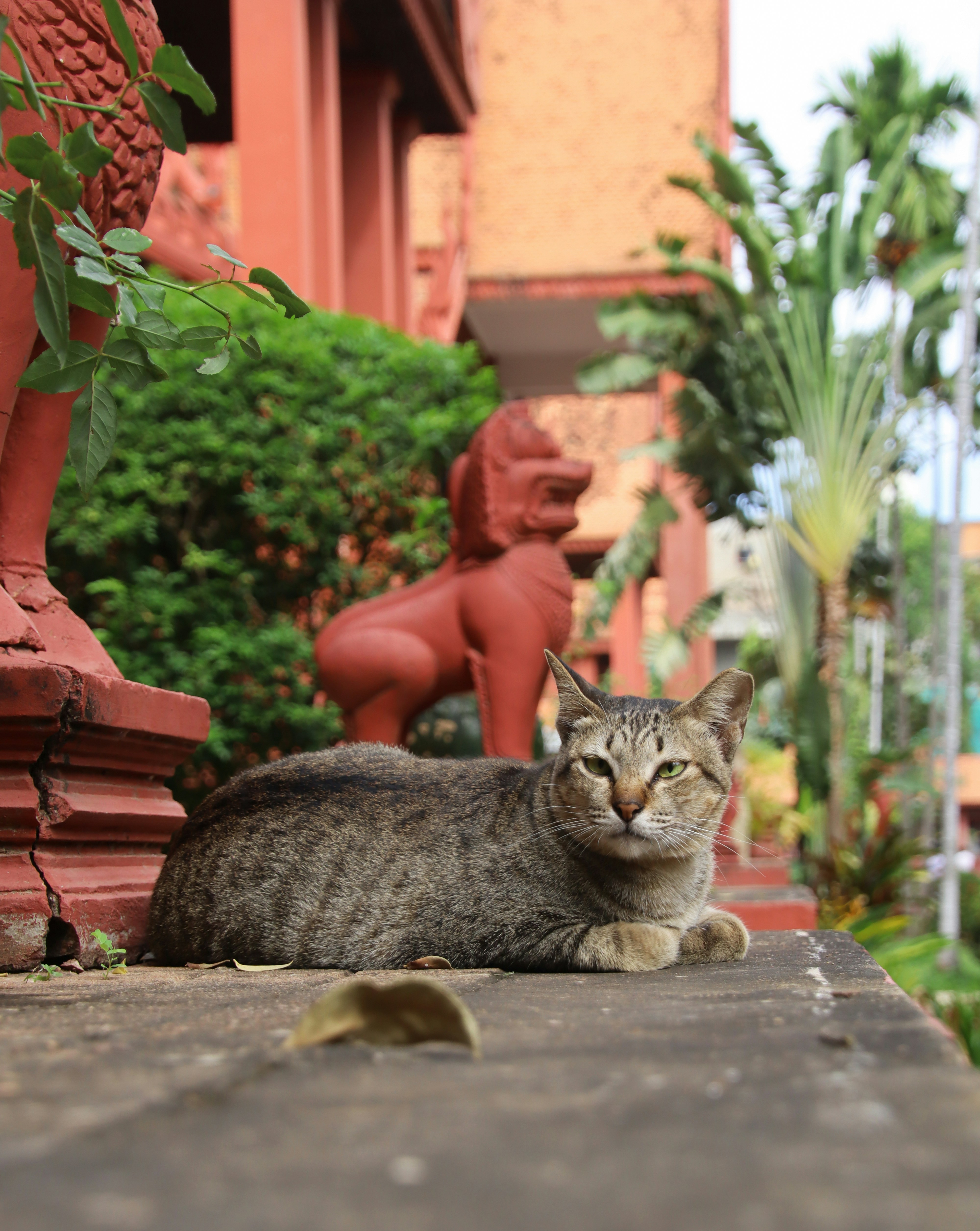 MONKEYS & OTHER ANIMALS