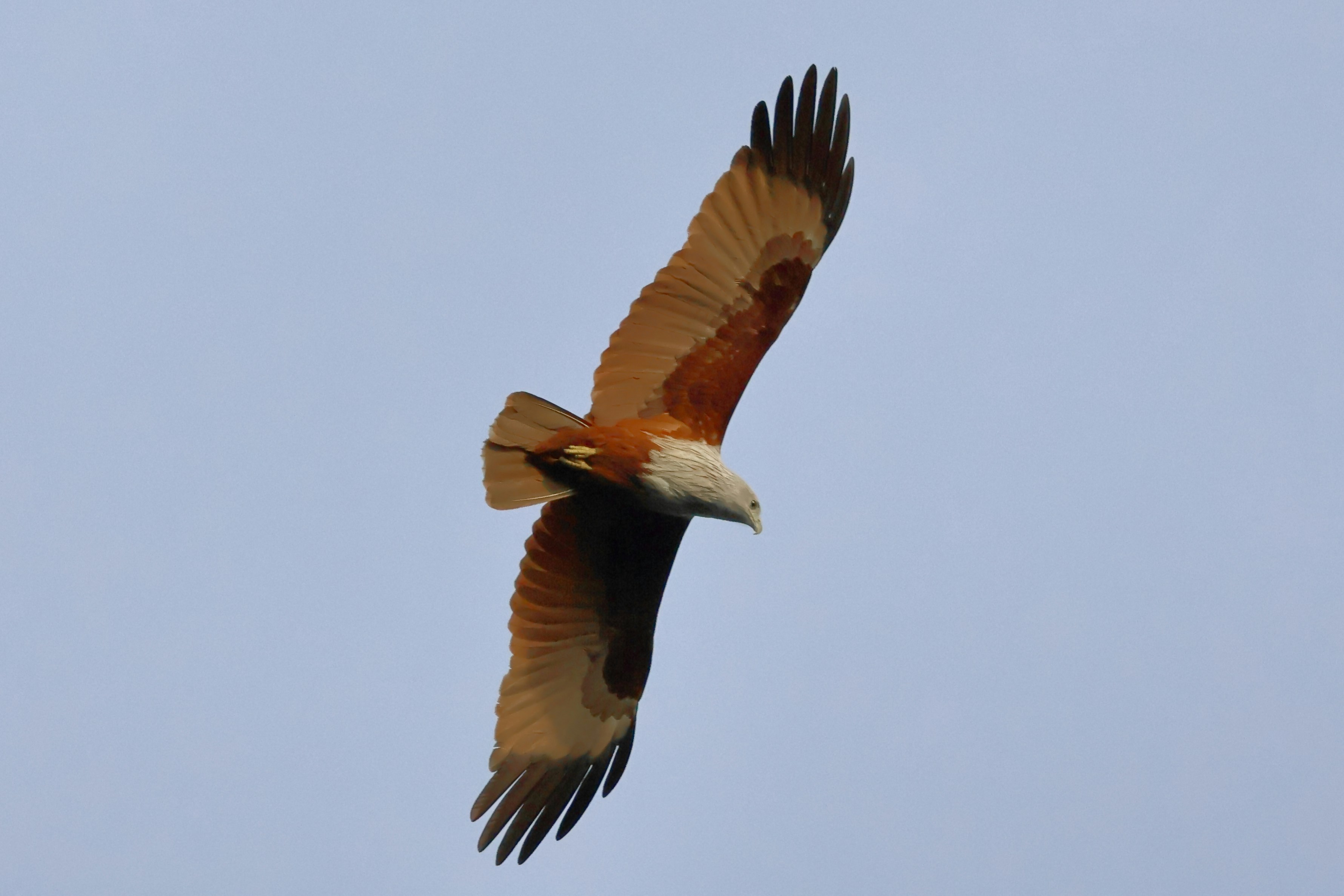 A brahminy kite soaring against a clear blue sky
