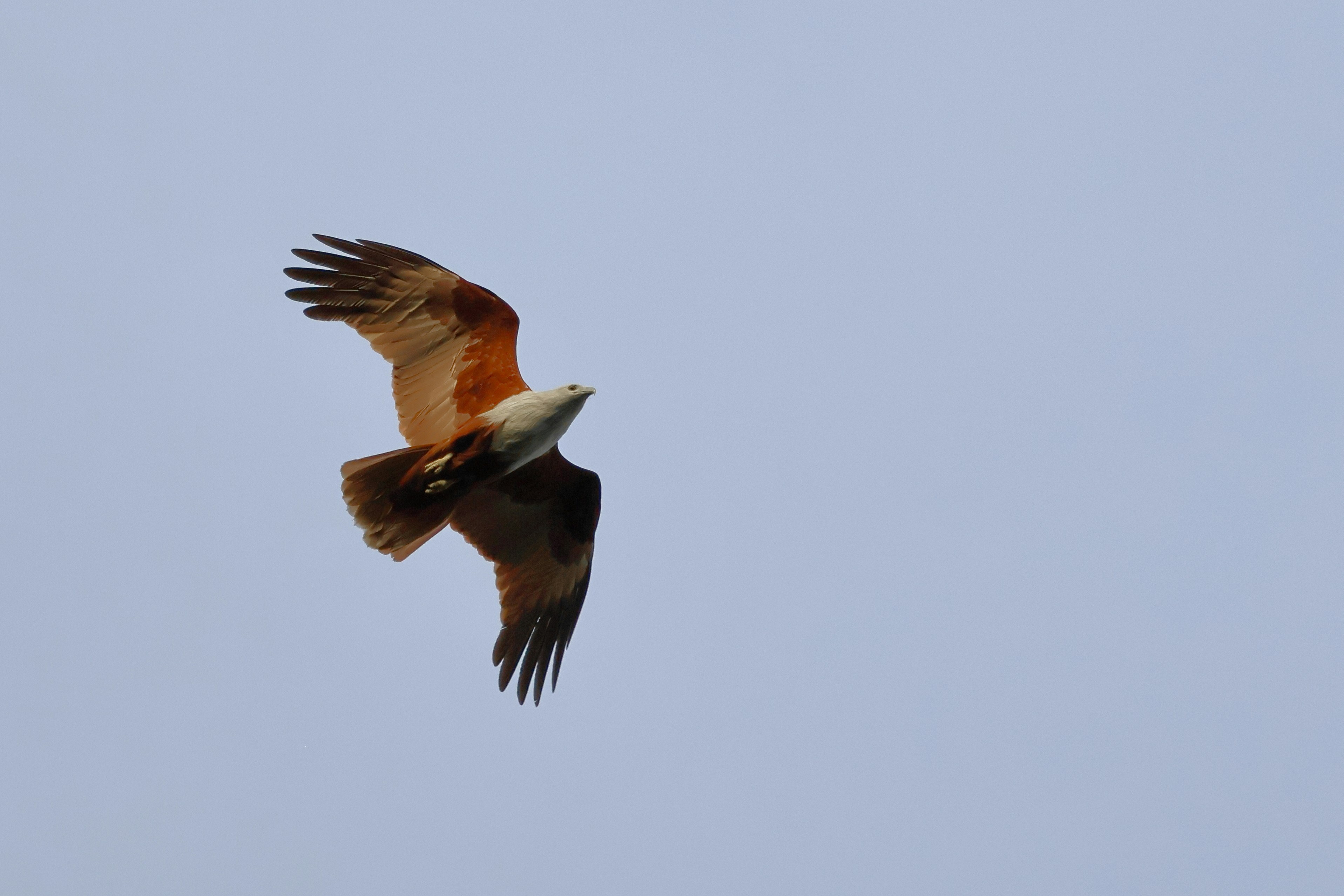 A brahminy kite soaring against a clear sky