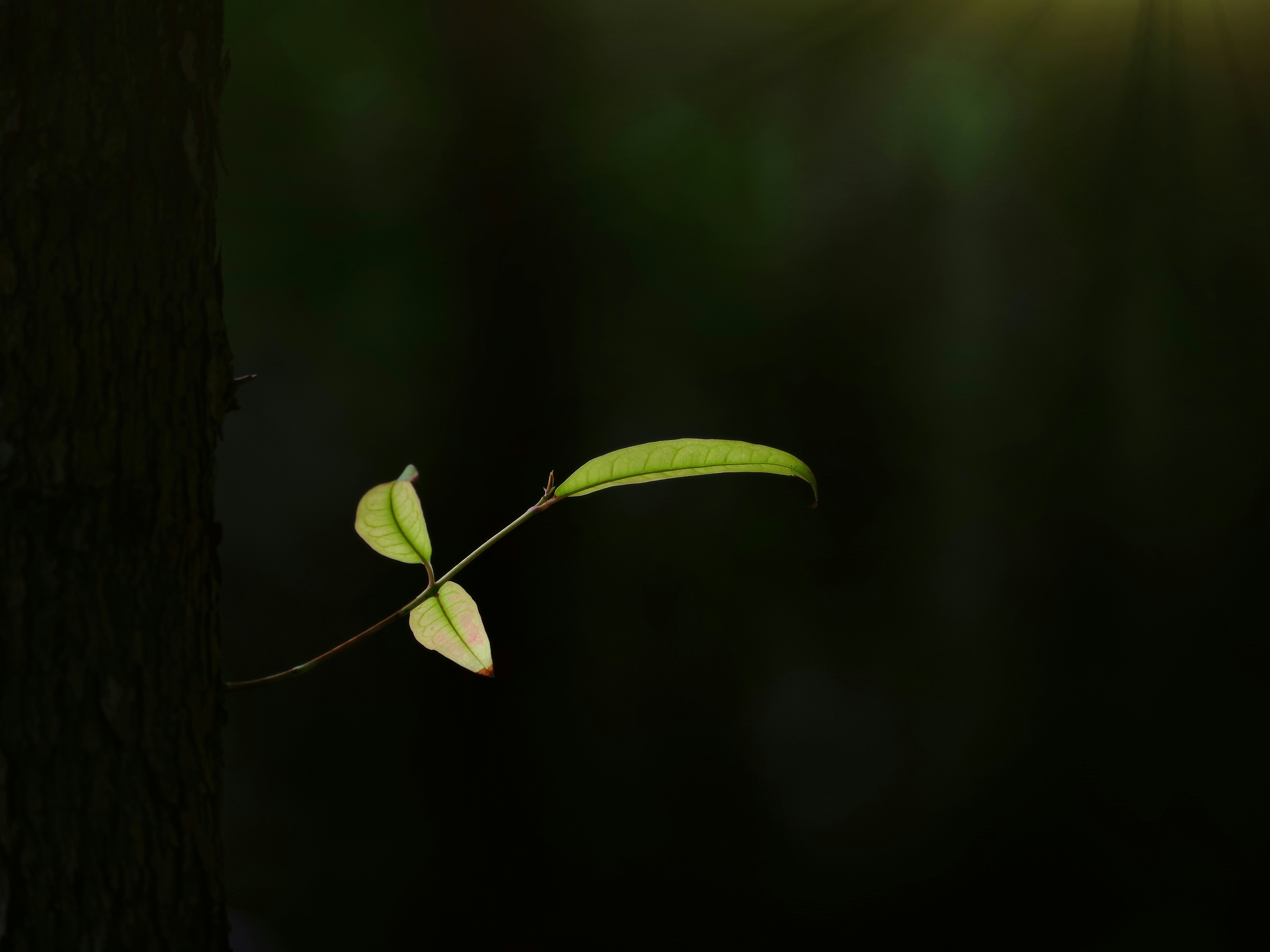 Photo by liliantruong2603