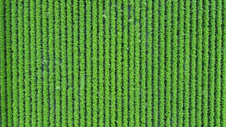 Rows of green plants seen from above