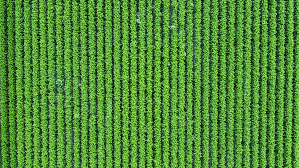 Rows of green plants seen from above