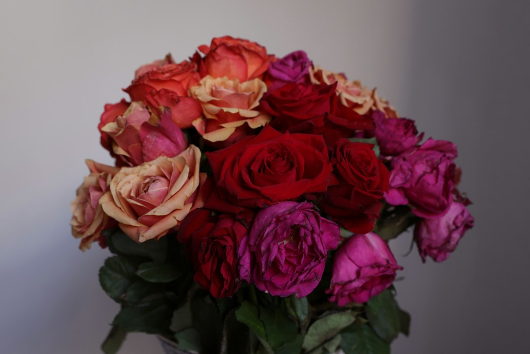 red rose bouquet closeup