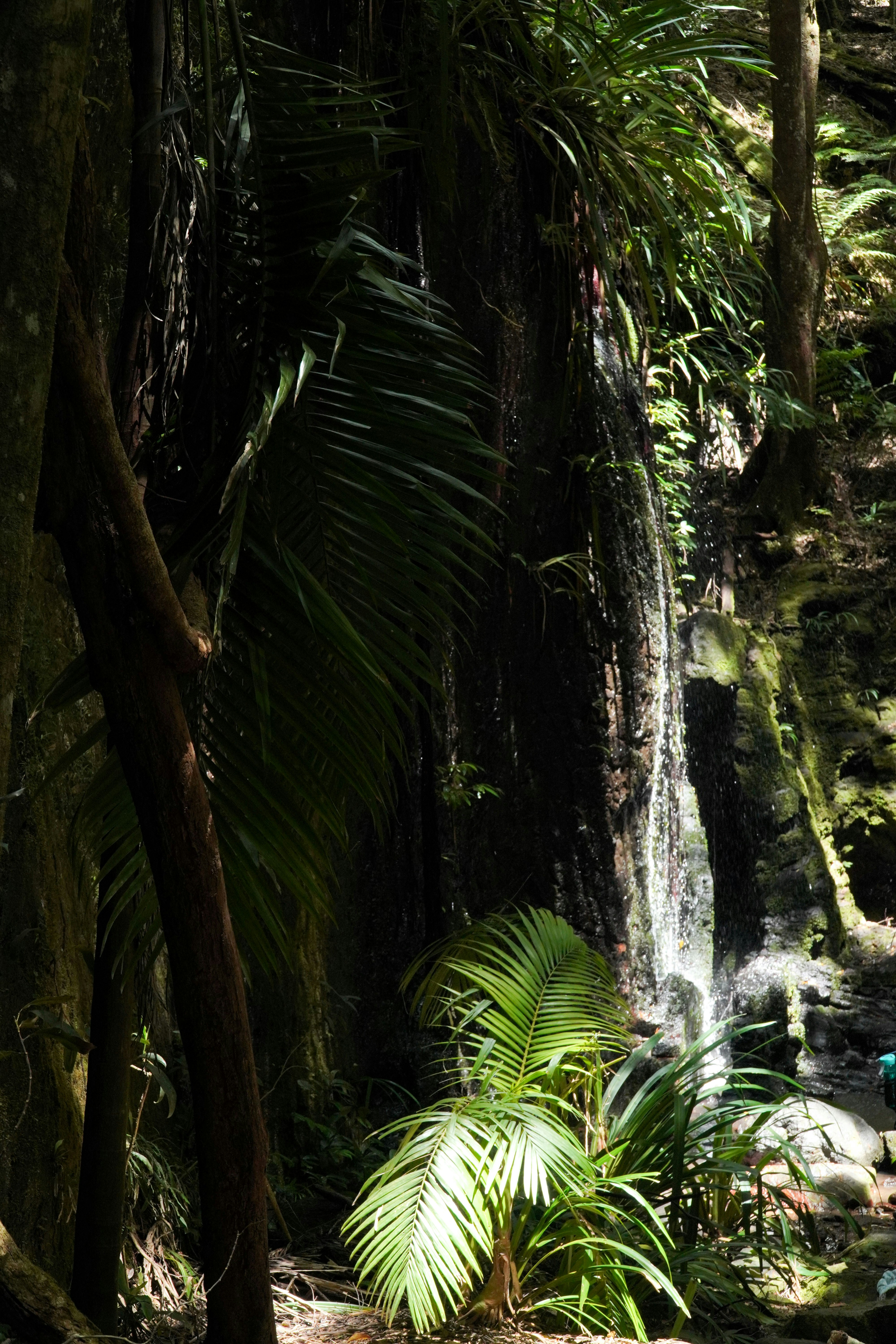 A small waterfall cascades down a mossy rock face.