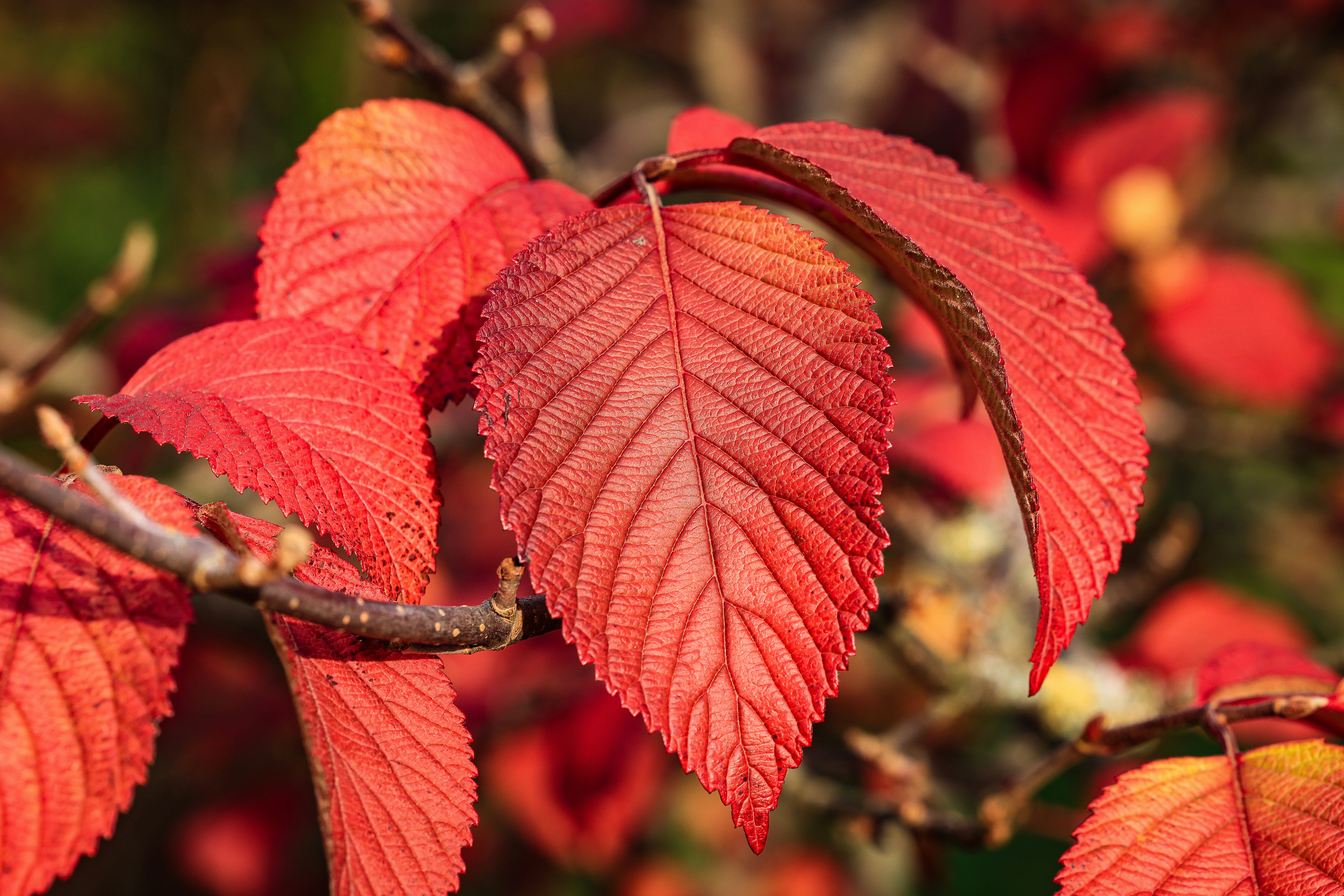 Vibrant red leaves on a branch in autumn.