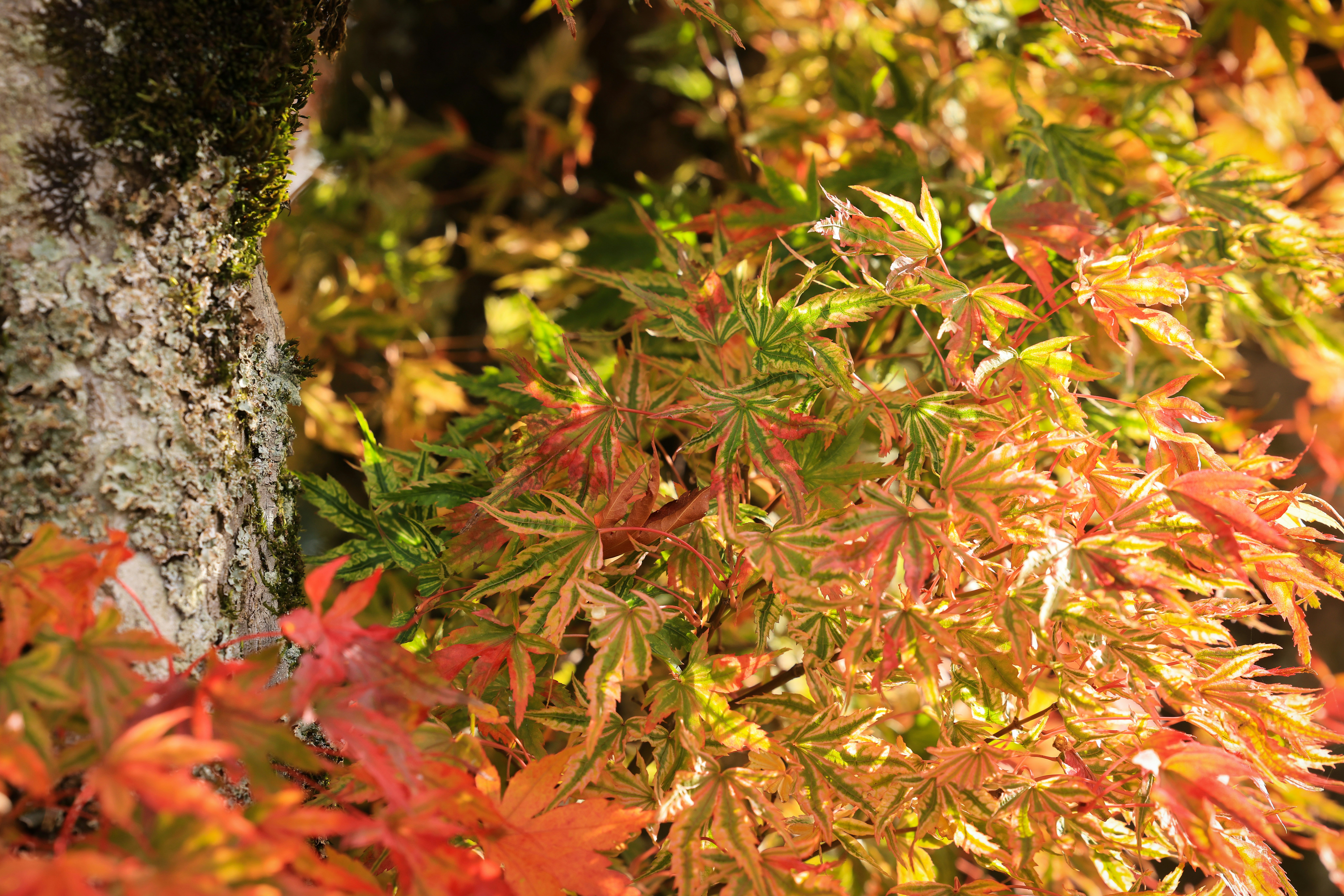 Photo by maximilian_brand