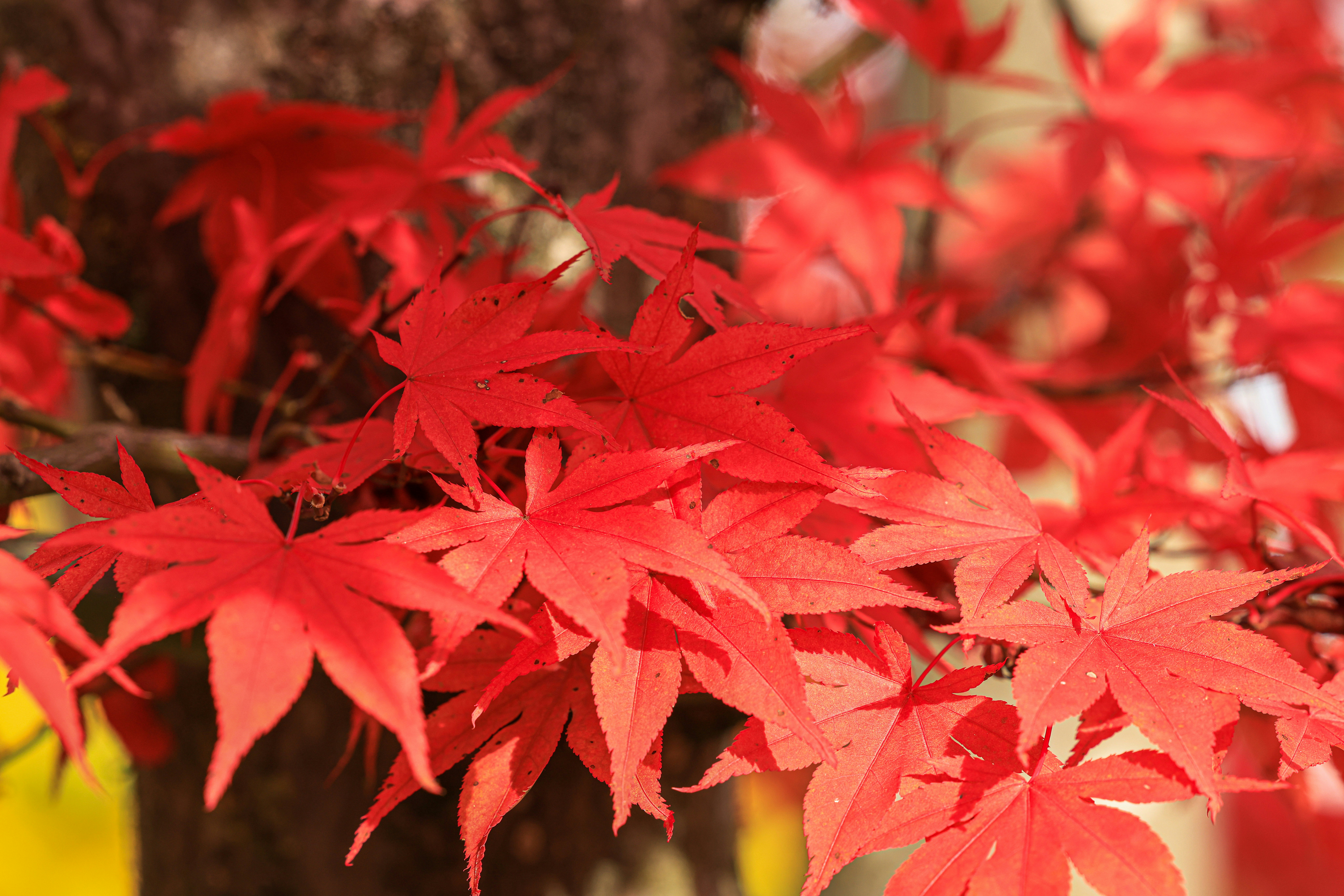 Vibrant red maple leaves in autumn