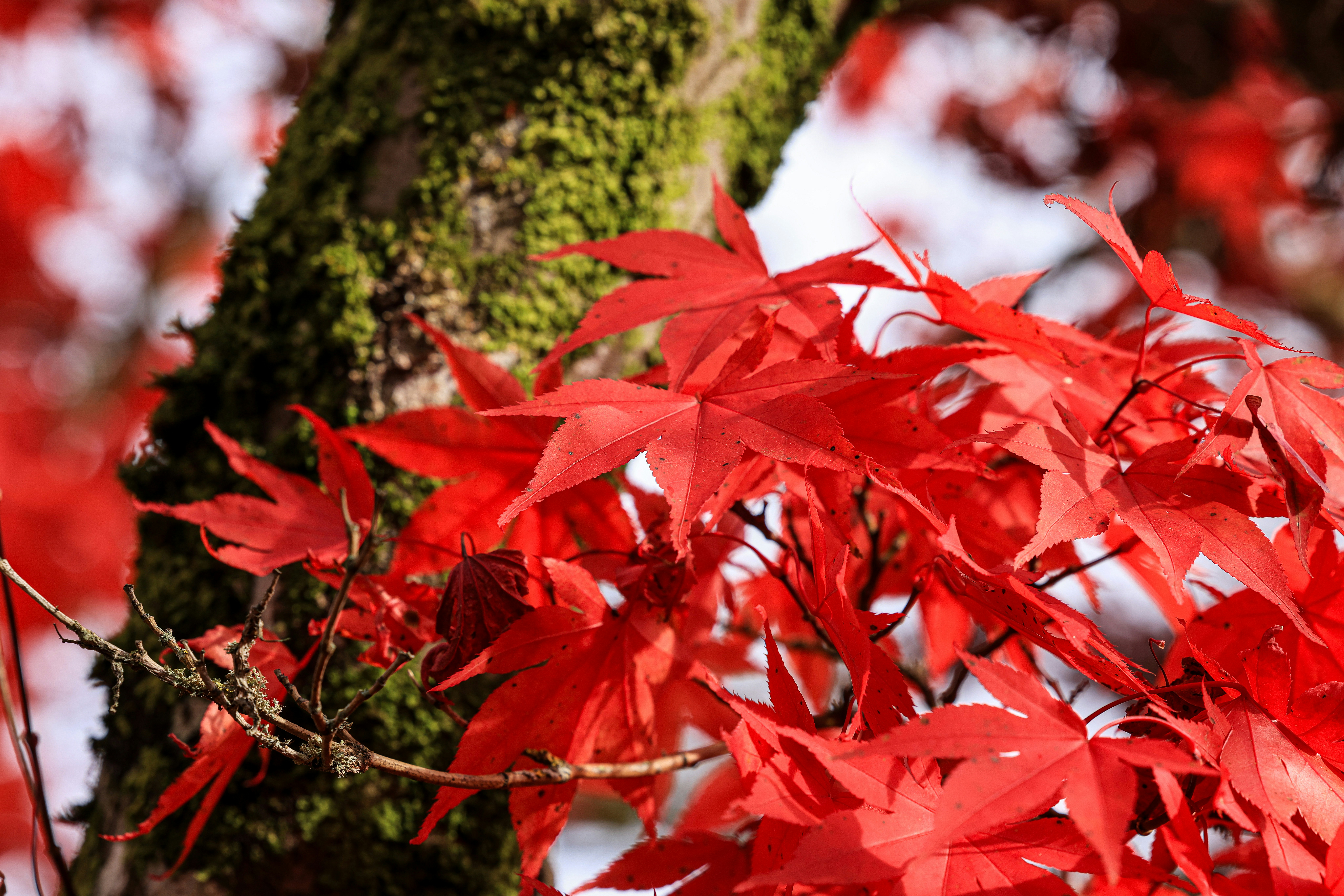 Close-up of vibrant red maple leaves on a tree.