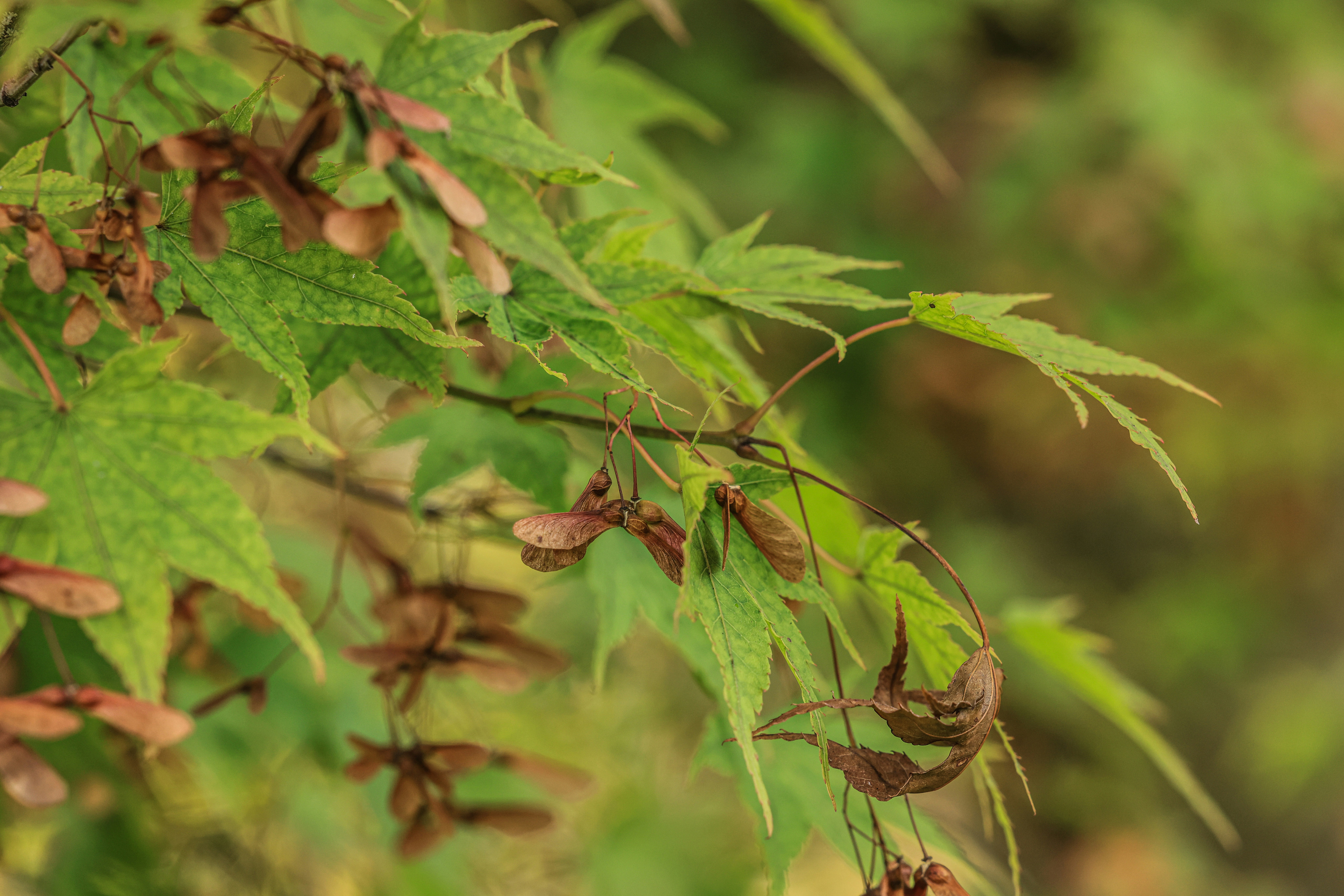 Photo by maximilian_brand