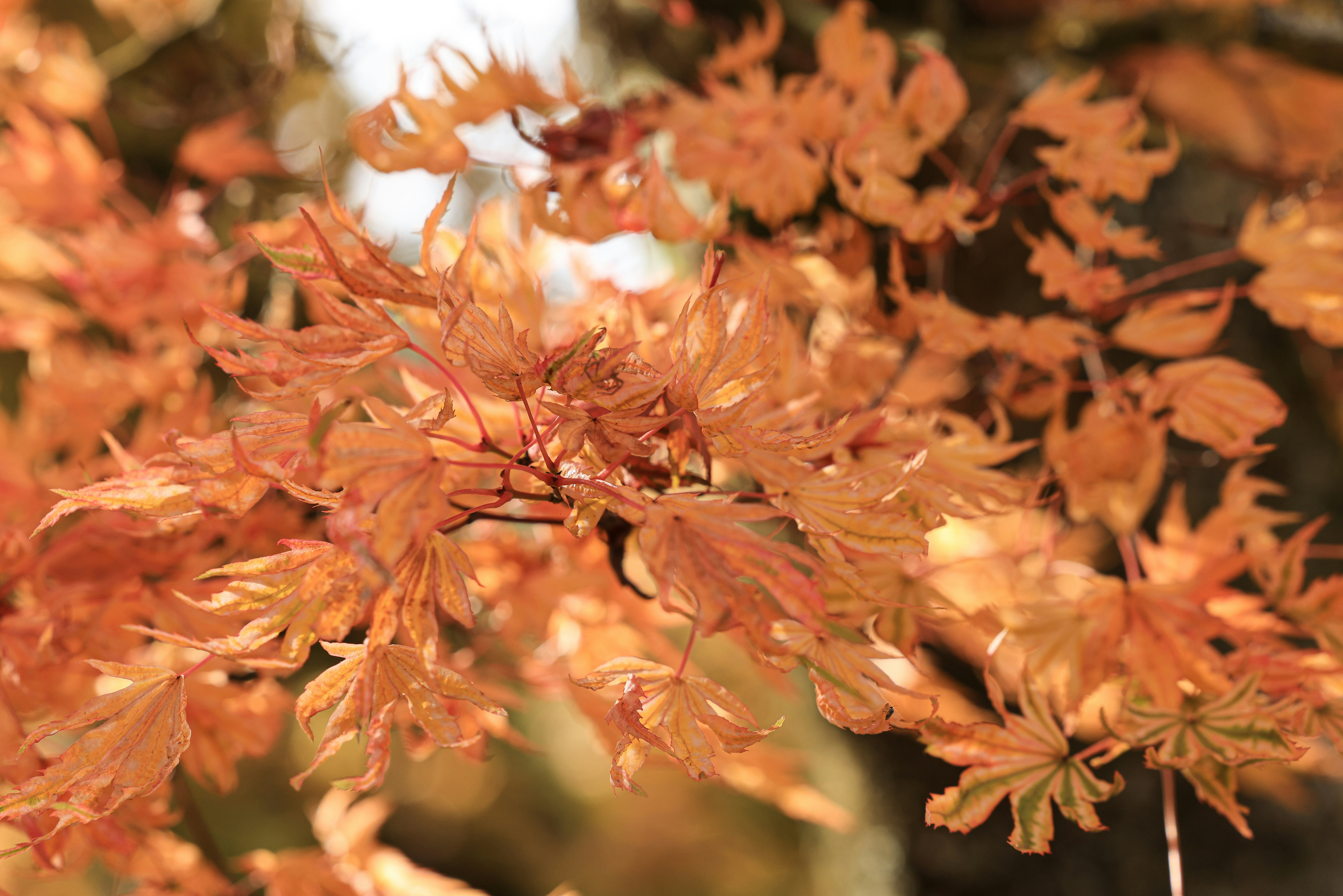 Photo by maximilian_brand