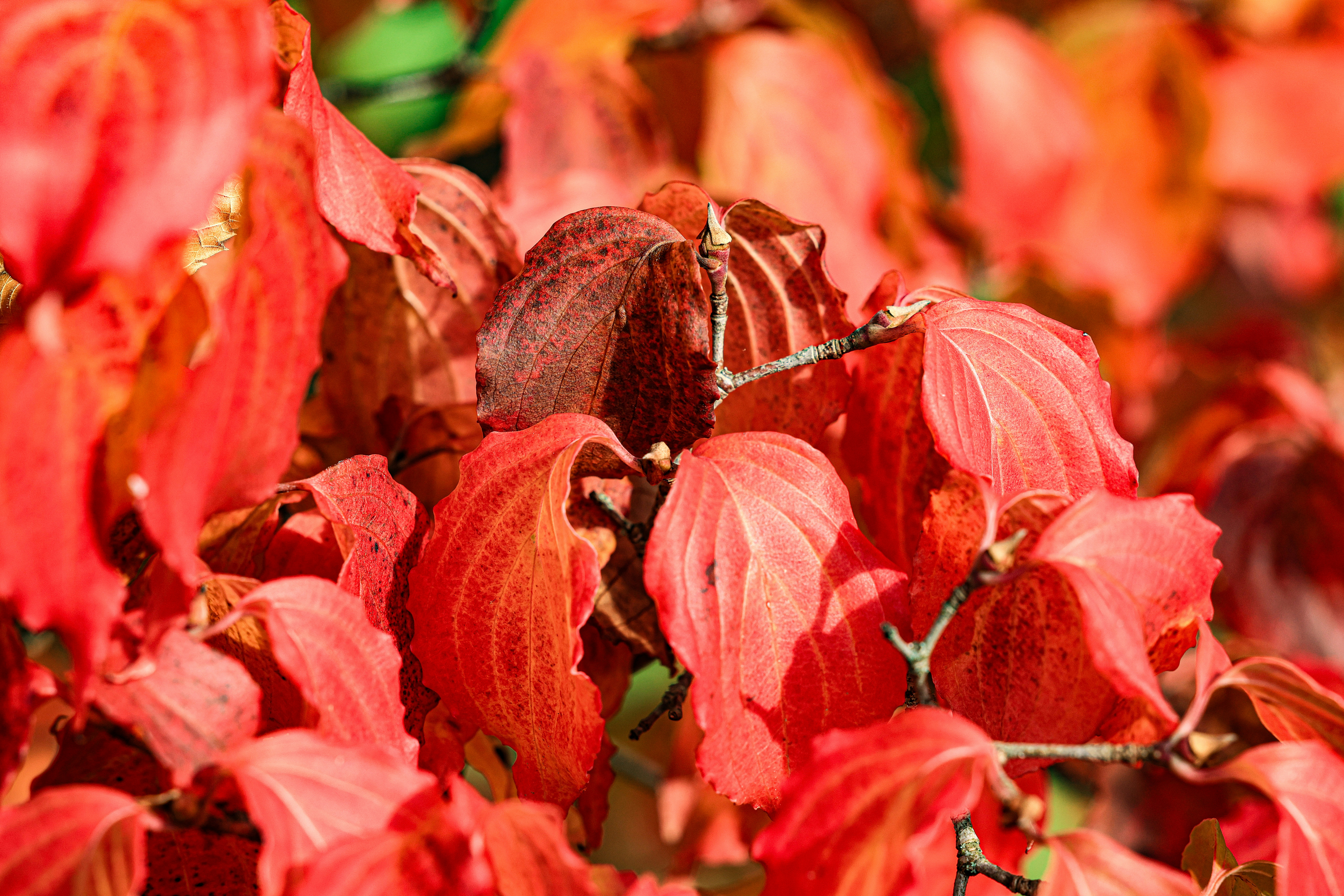 Vibrant red autumn leaves on a sunny day.
