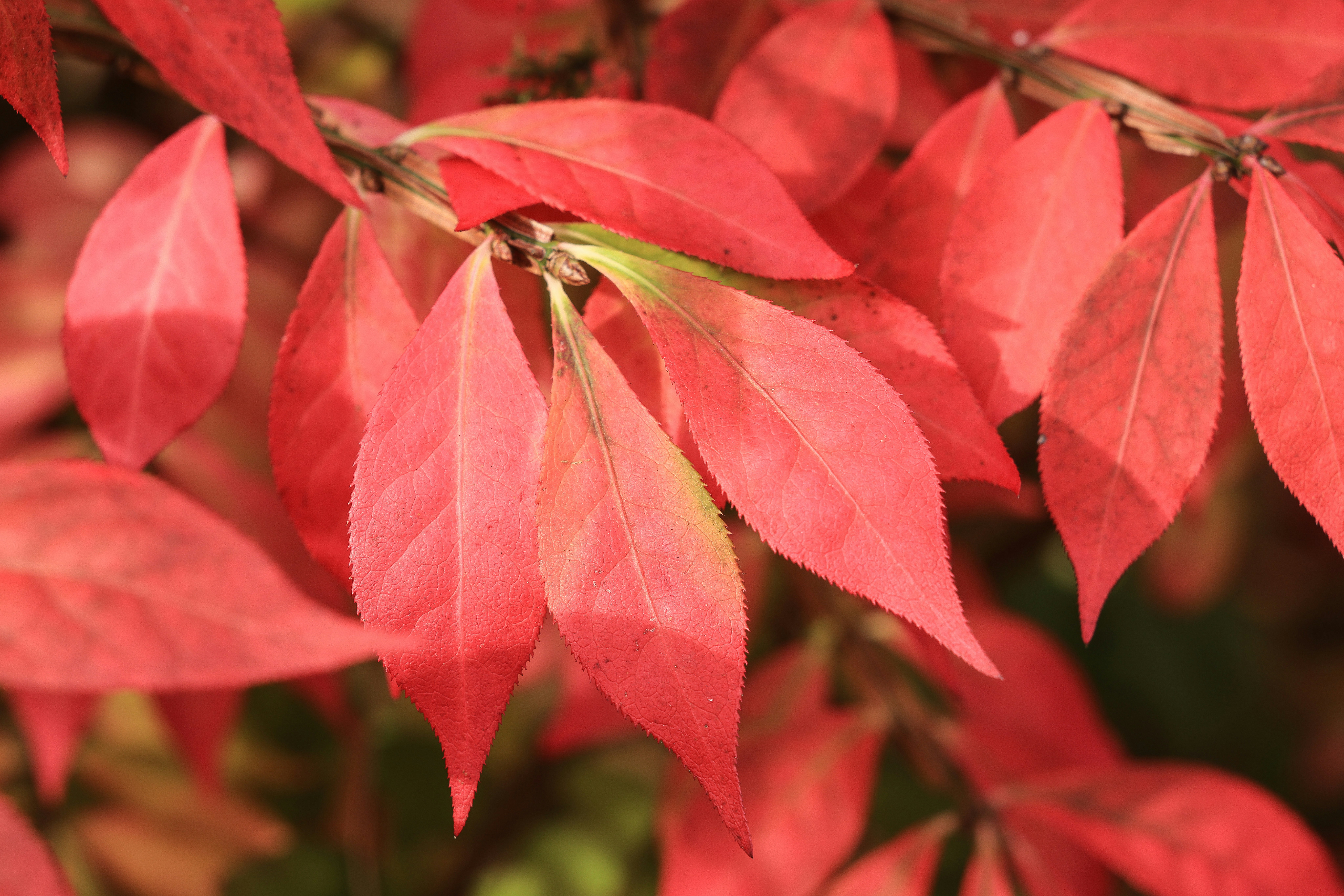 Vibrant red leaves on a tree branch