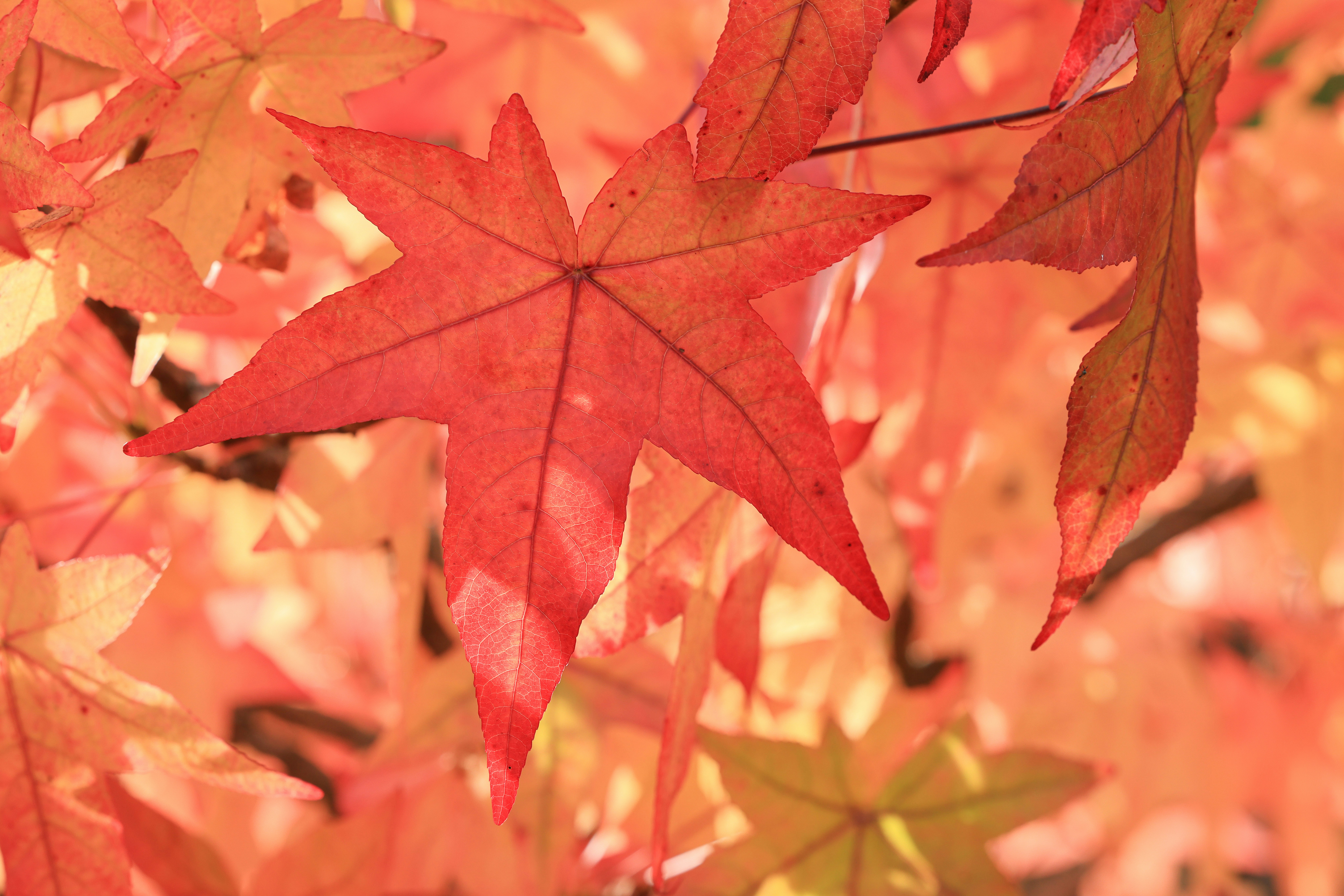 Close-up of vibrant red and orange autumn leaves.