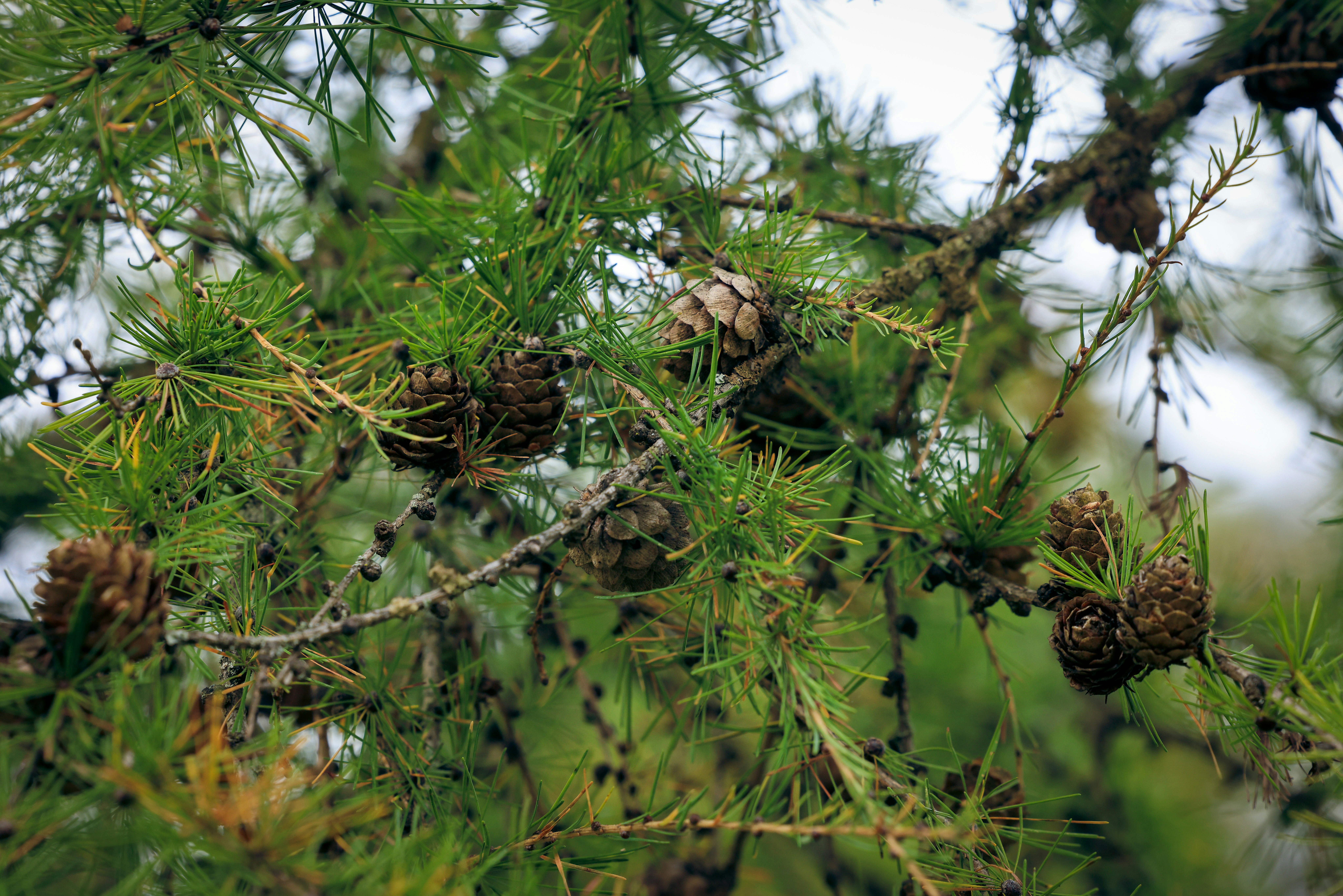 Photo by maximilian_brand