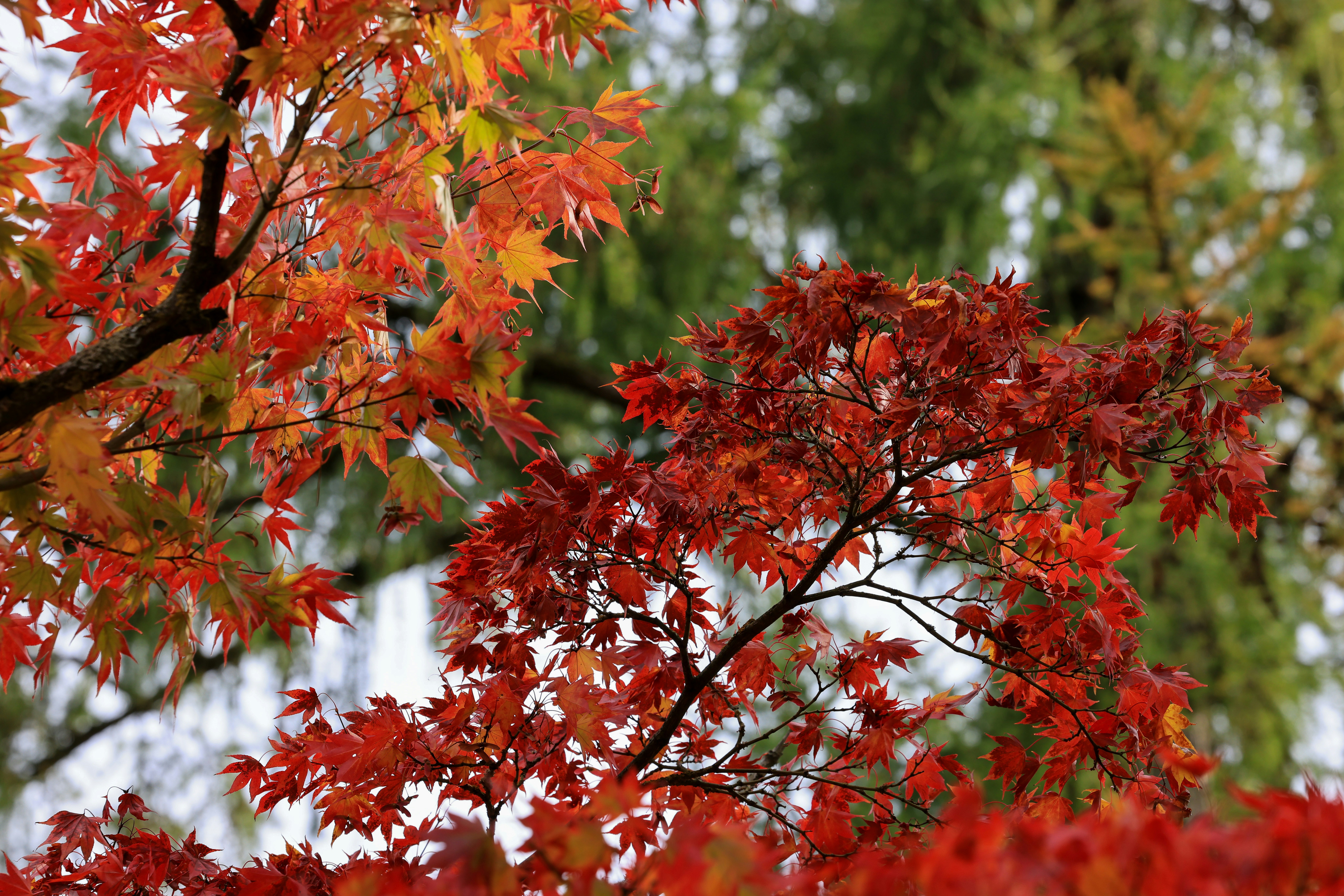 Vibrant red and orange maple leaves in autumn