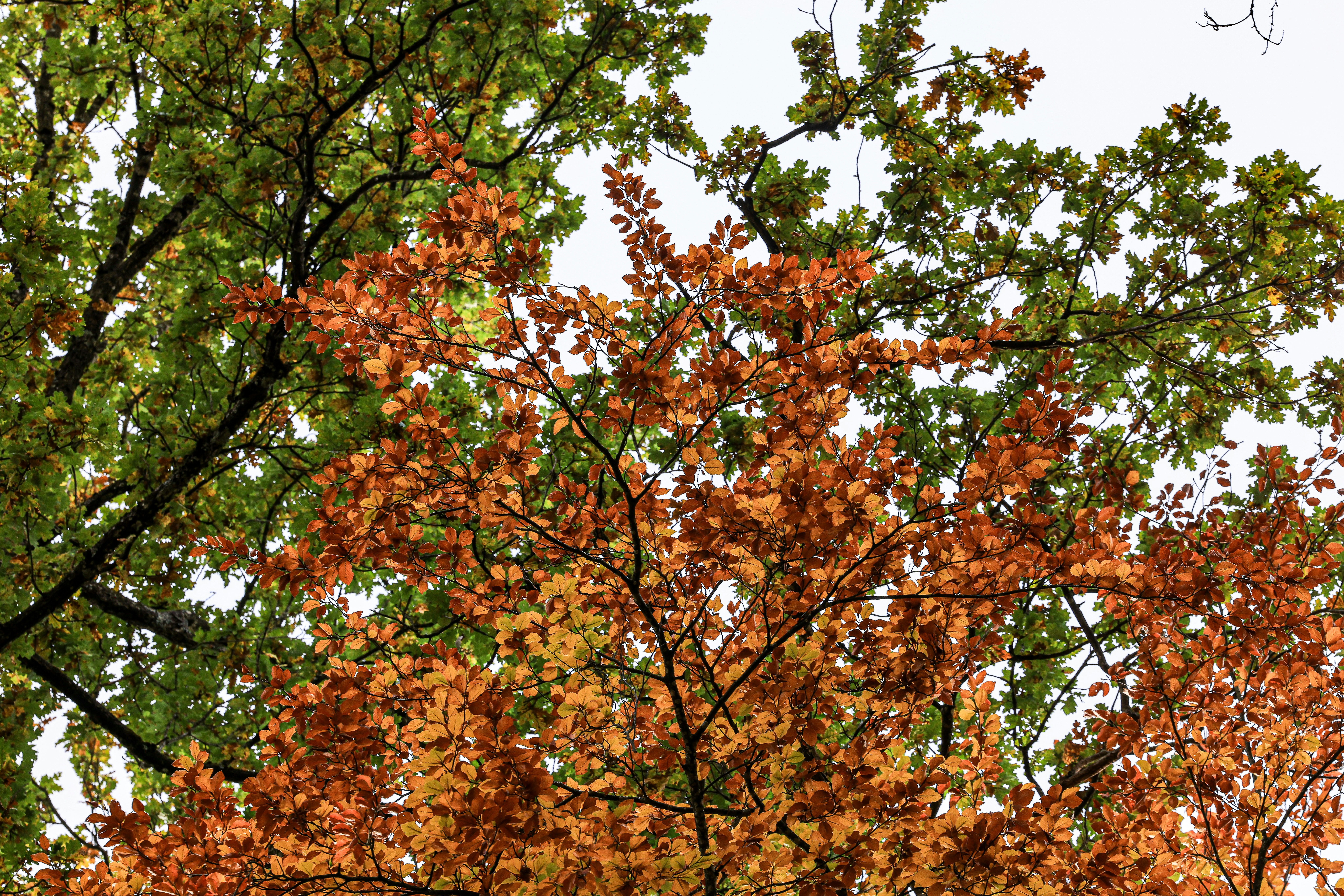 Autumn leaves changing color on tree branches.