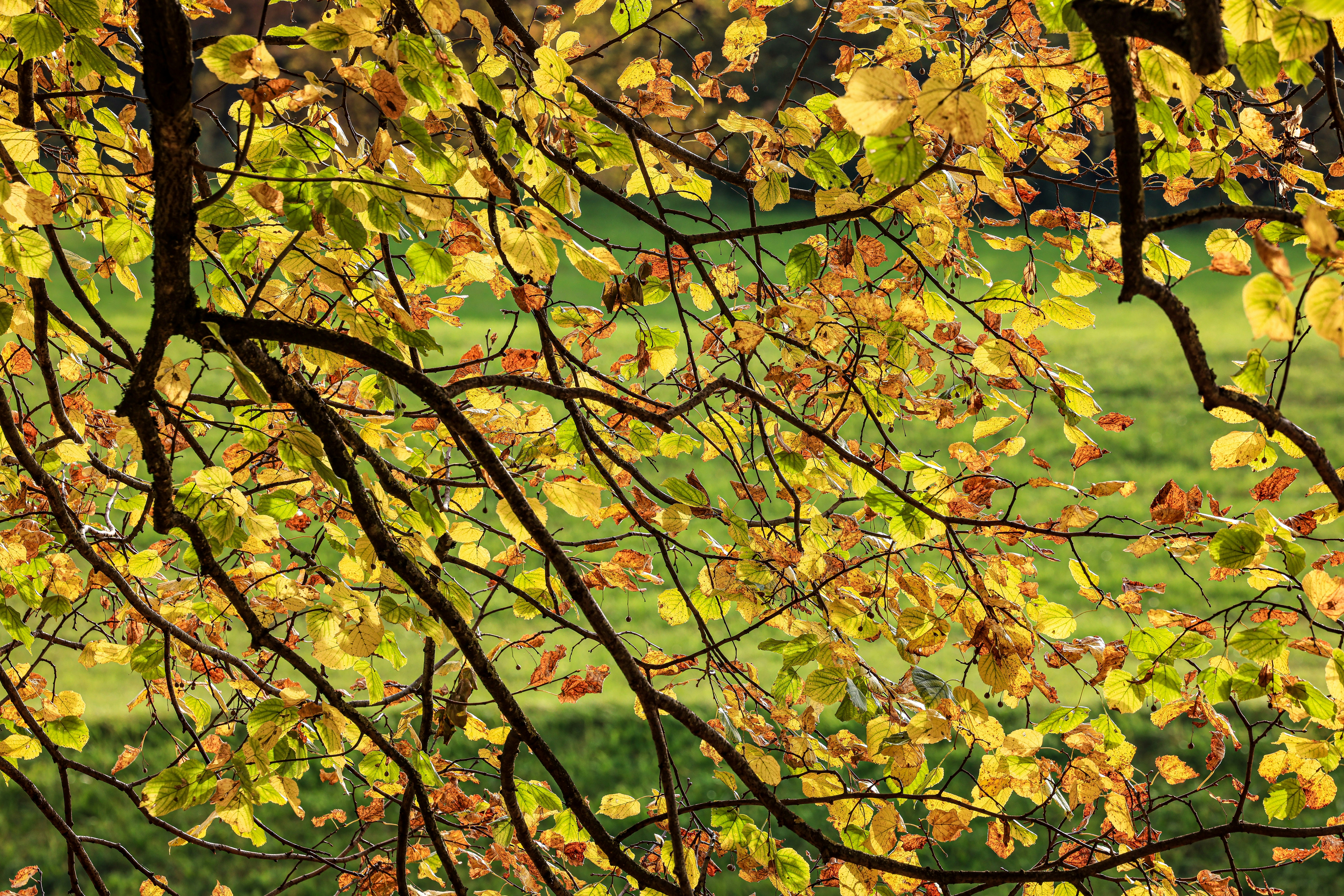 Autumn leaves on tree branches with green grass