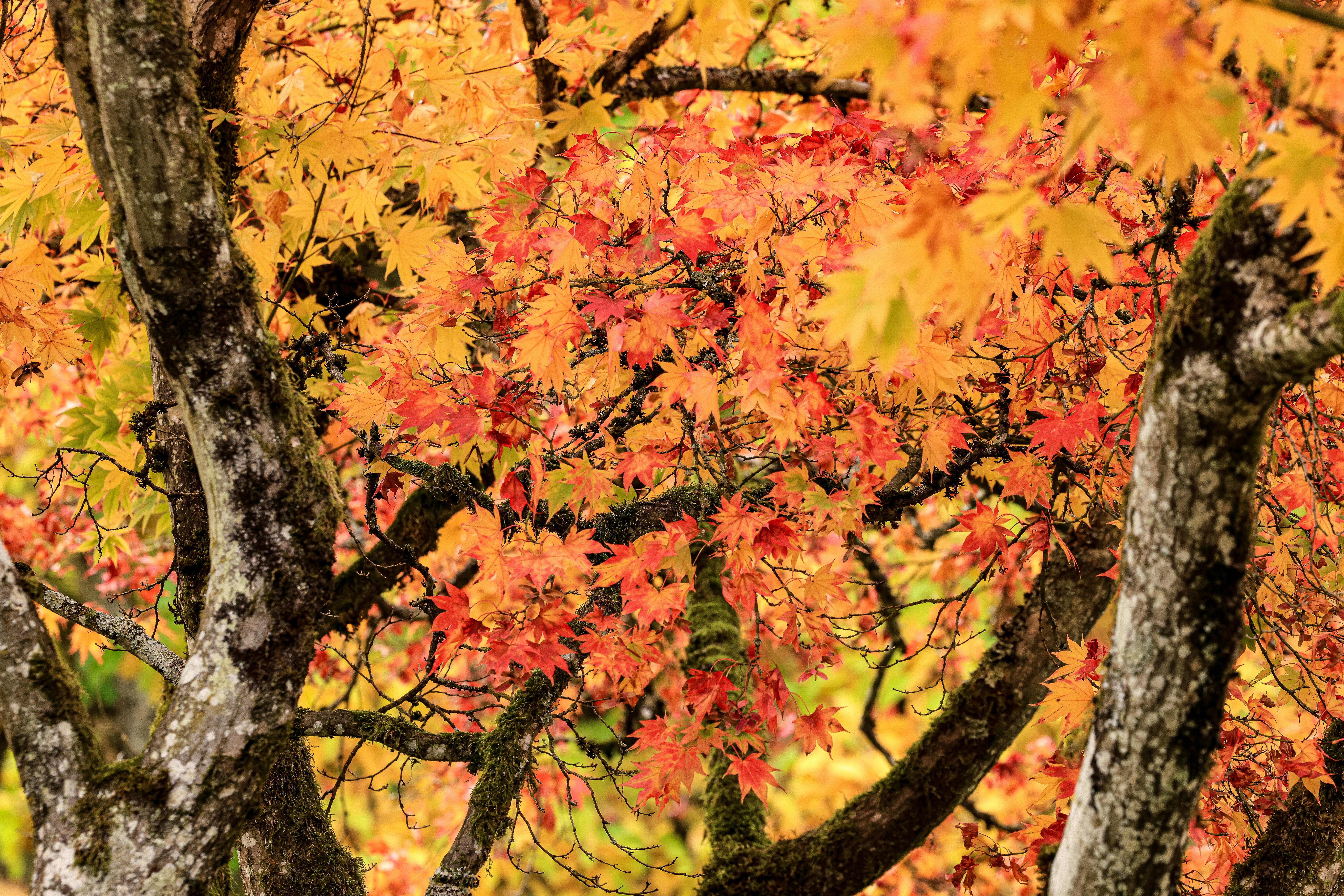 Vibrant autumn leaves on tree branches in fall.