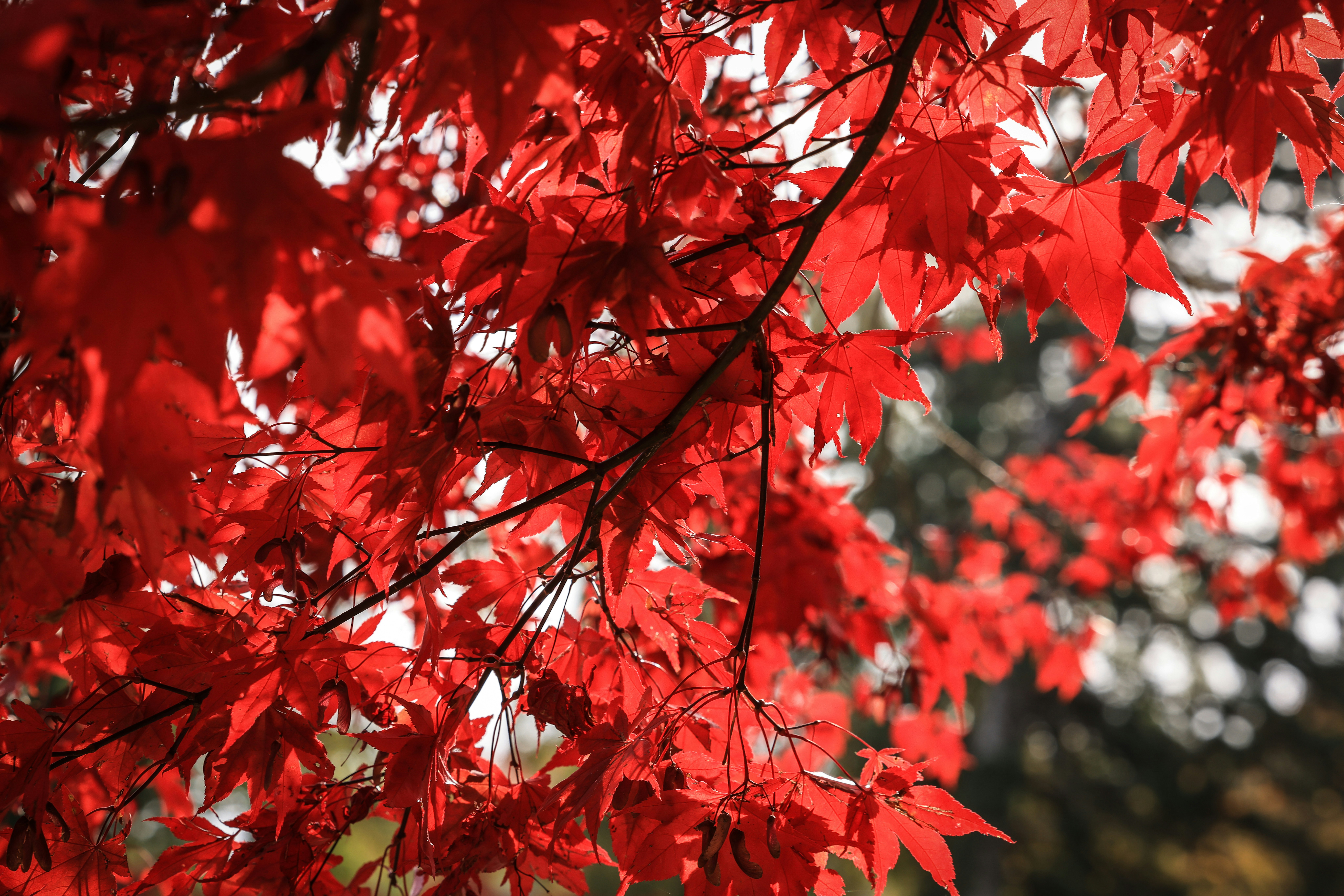 Vibrant red maple leaves on a branch