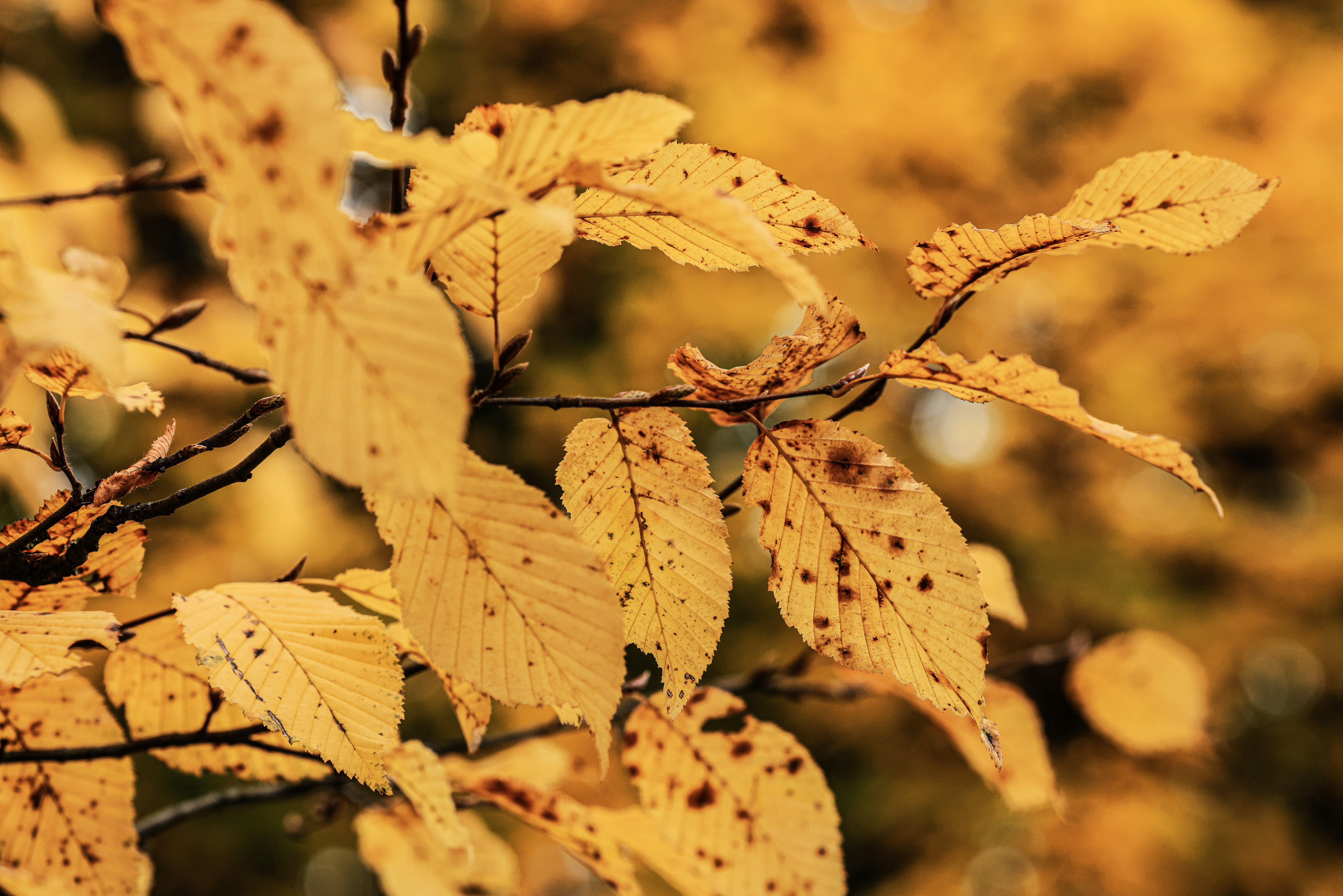Autumn leaves with brown spots on branch