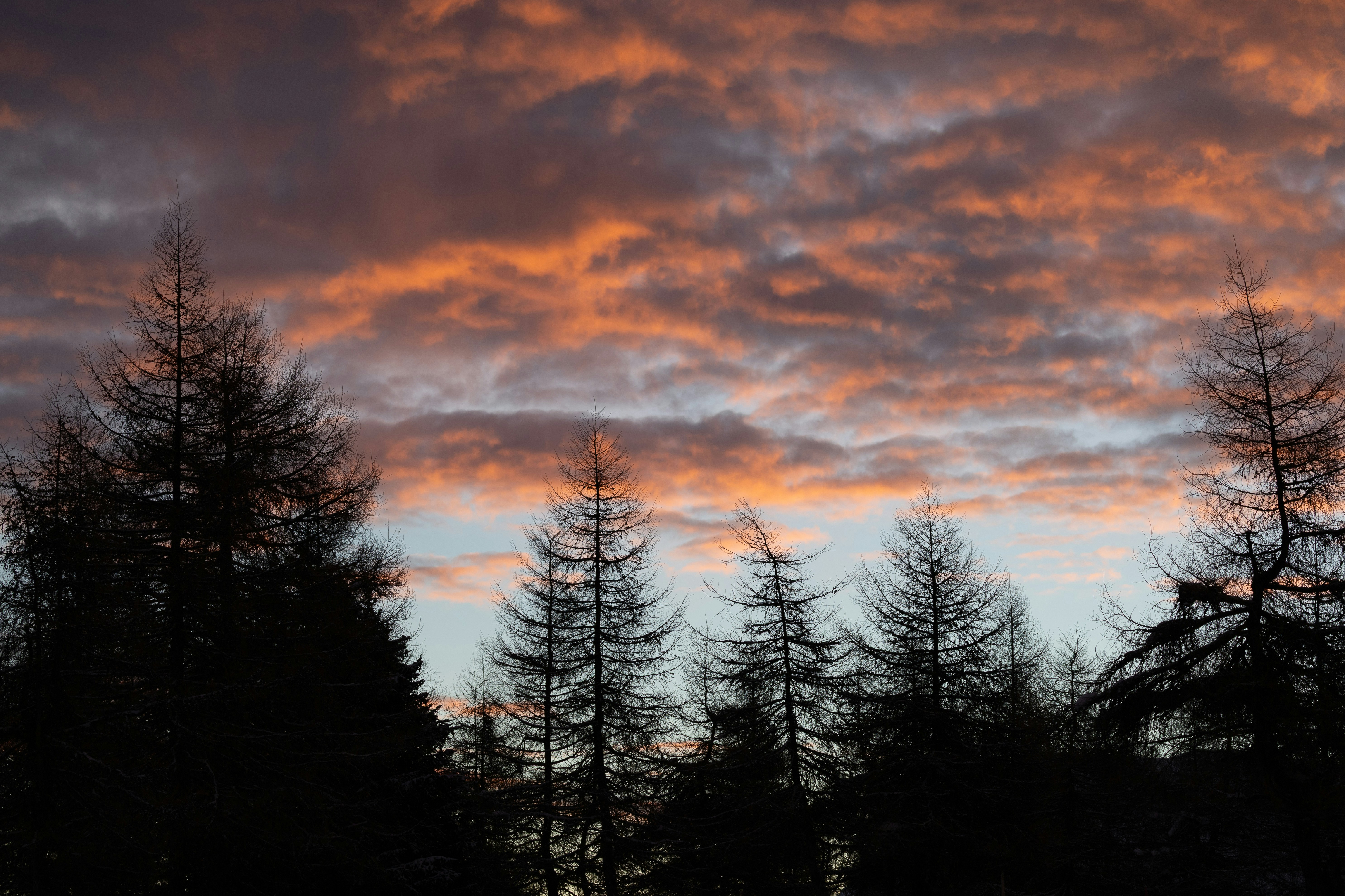 Nubes dramáticas de atardecer sobre pinos recortados