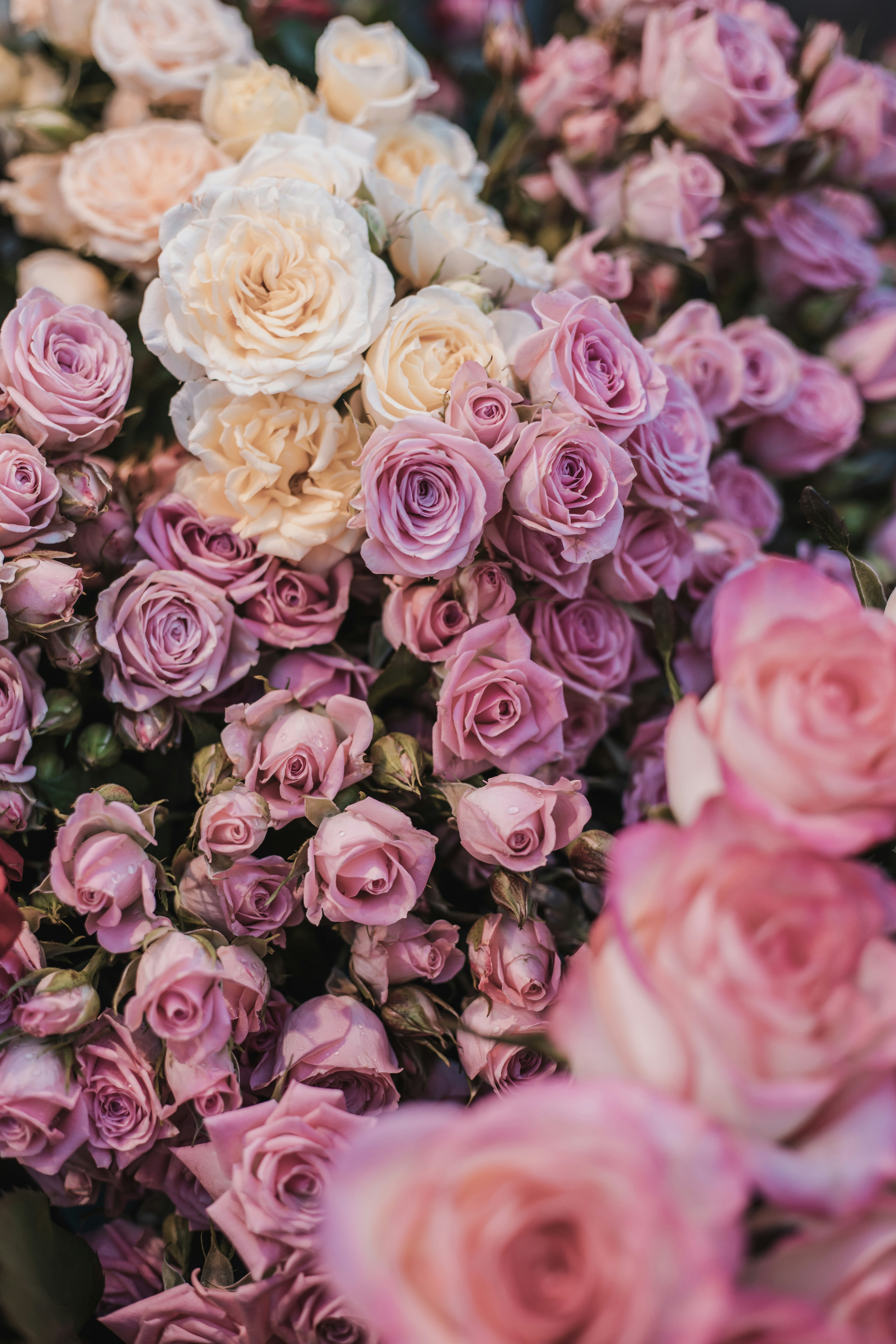 Photo by anikiphotos