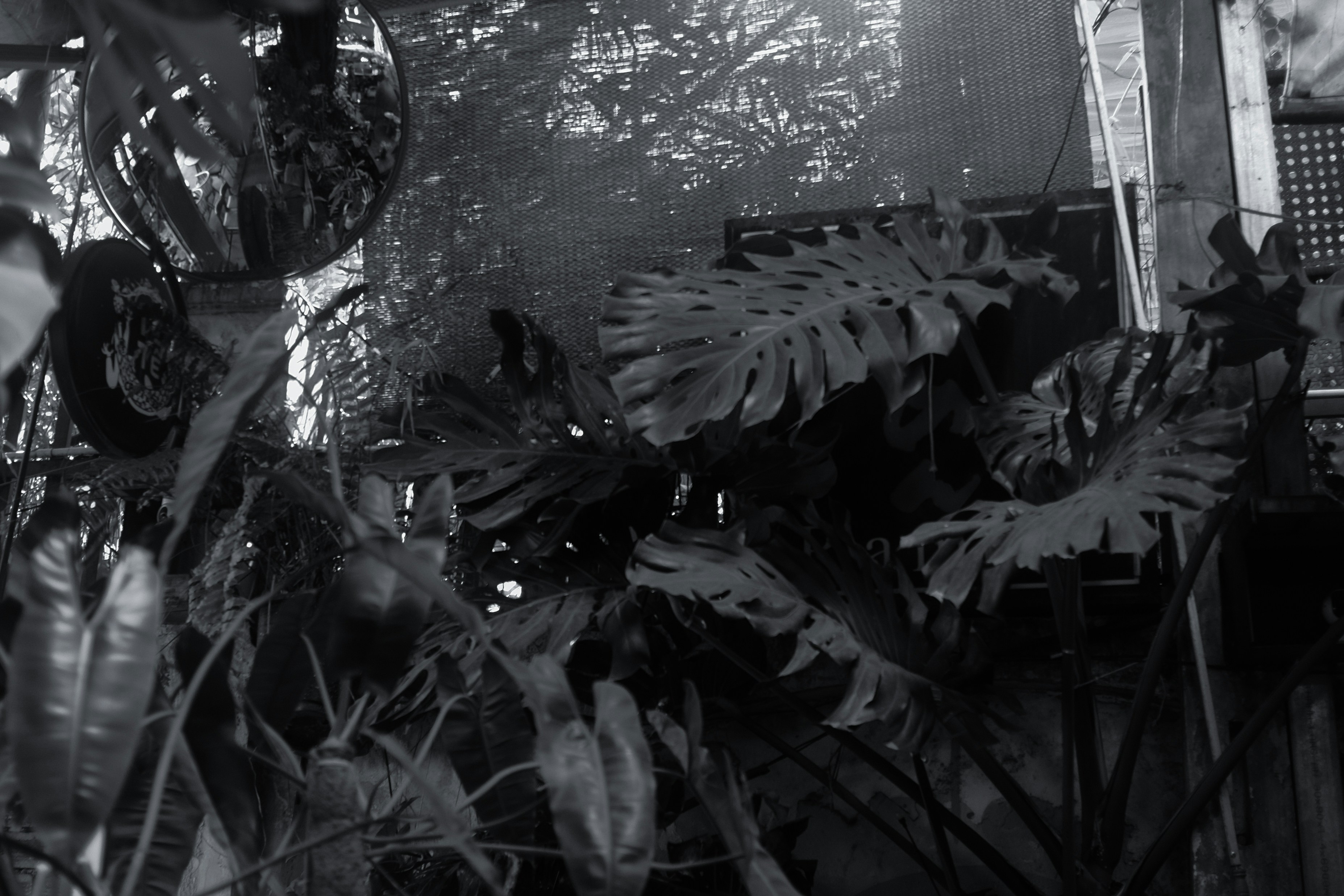 Lush tropical plants with large leaves in dim light.