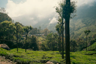 Green tea plantation on a misty mountain slope