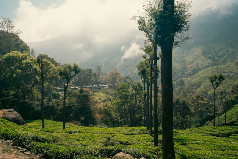 Misty Mountain Slope