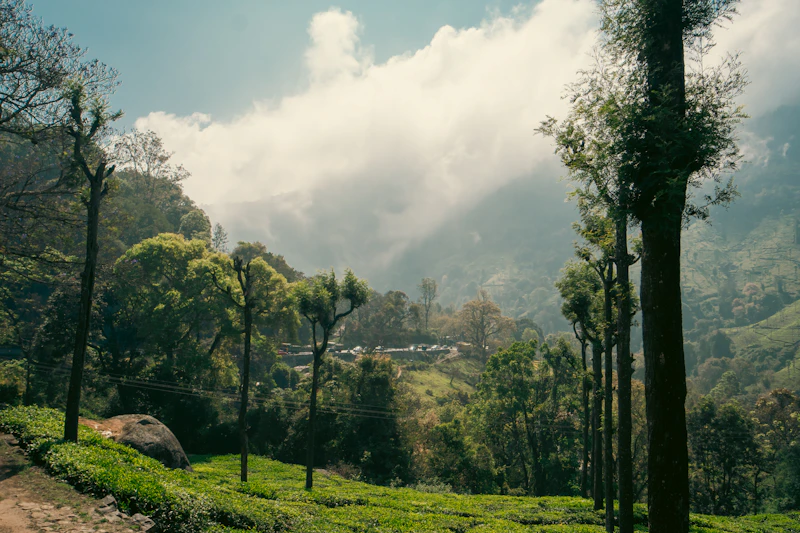 Nilgiri Tea Garden