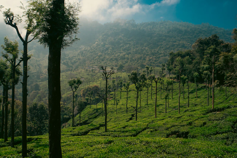 Ooty Tea Plantation