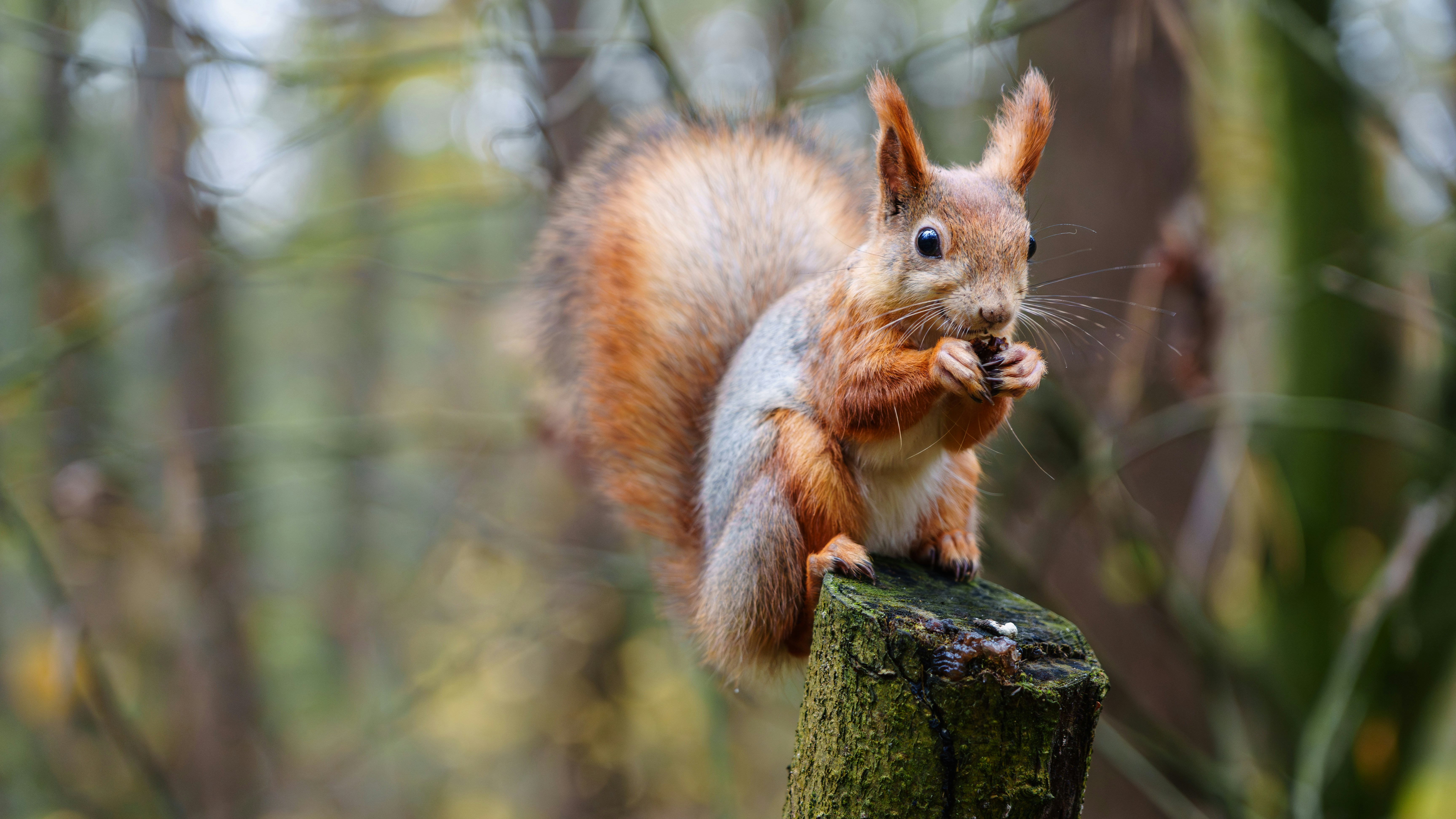 A squirrel sits on a tree stump eating nuts.