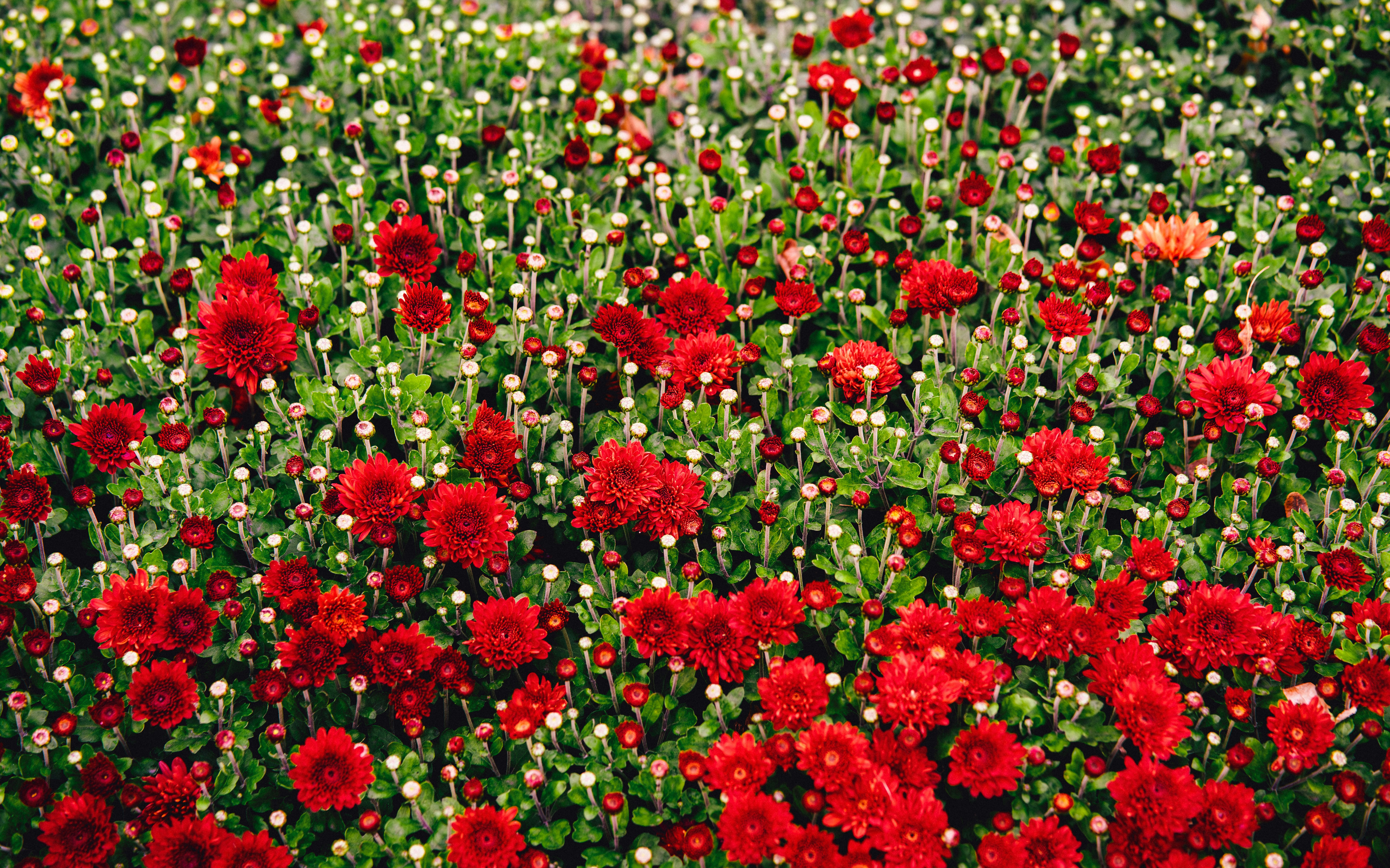 A field of vibrant red chrysanthemums in bloom.