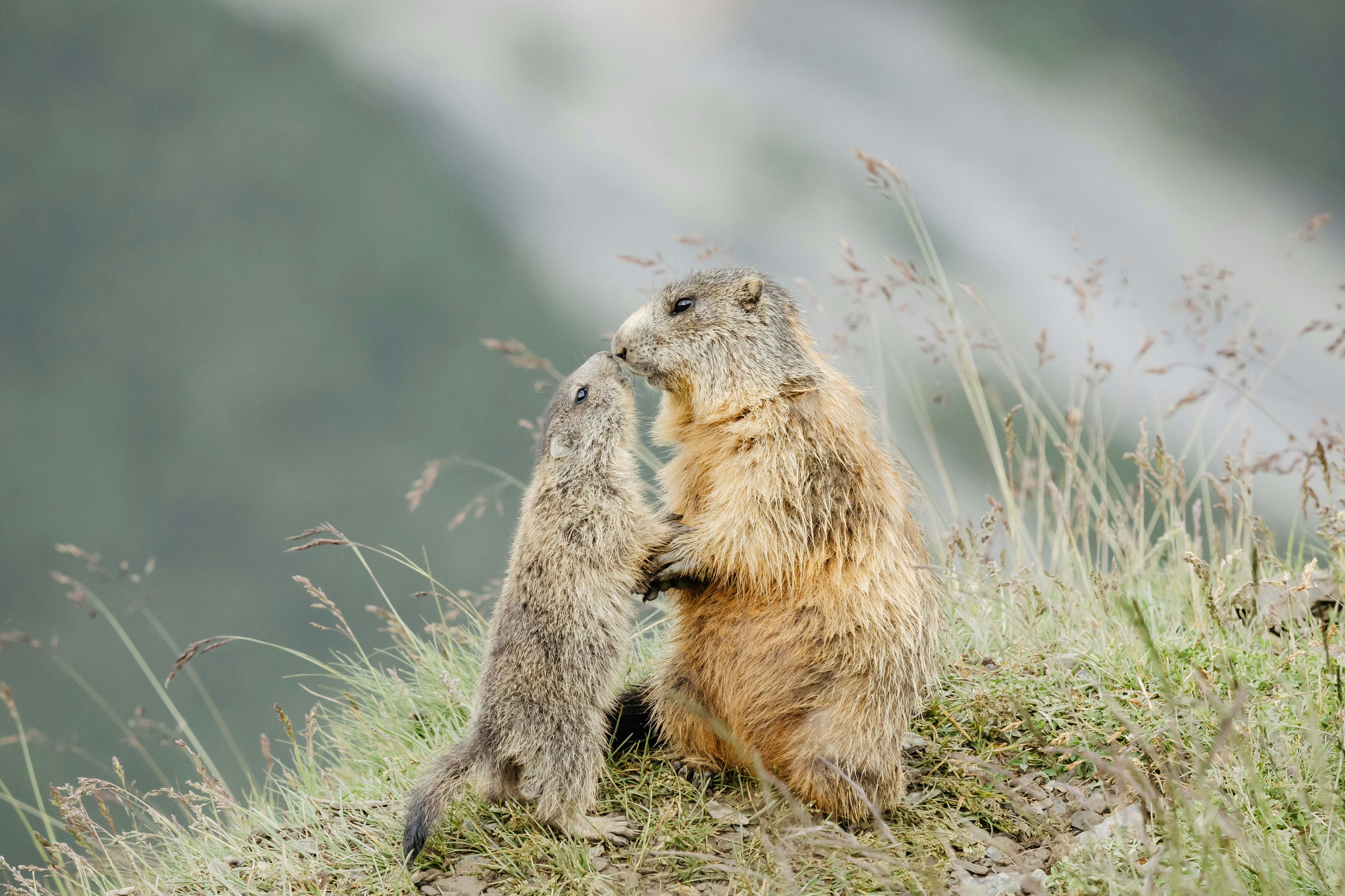 Photo by janis_photography