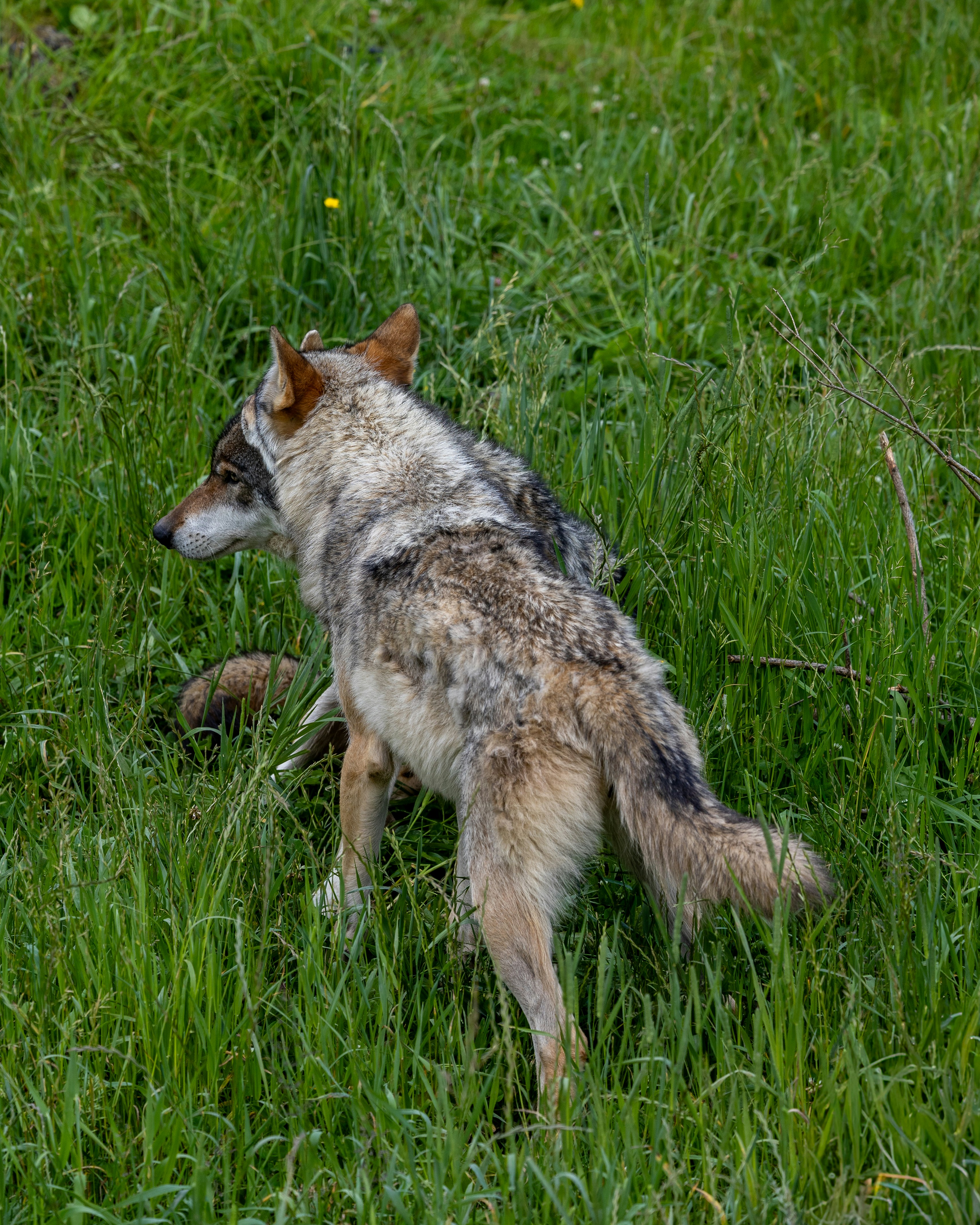 Photo by janis_photography