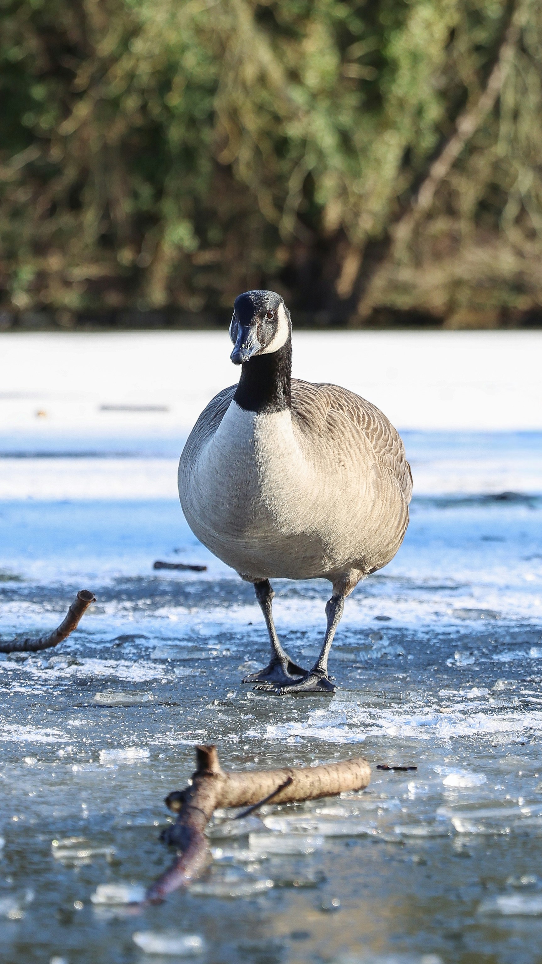 A goose stands on a frozen surface with branches.