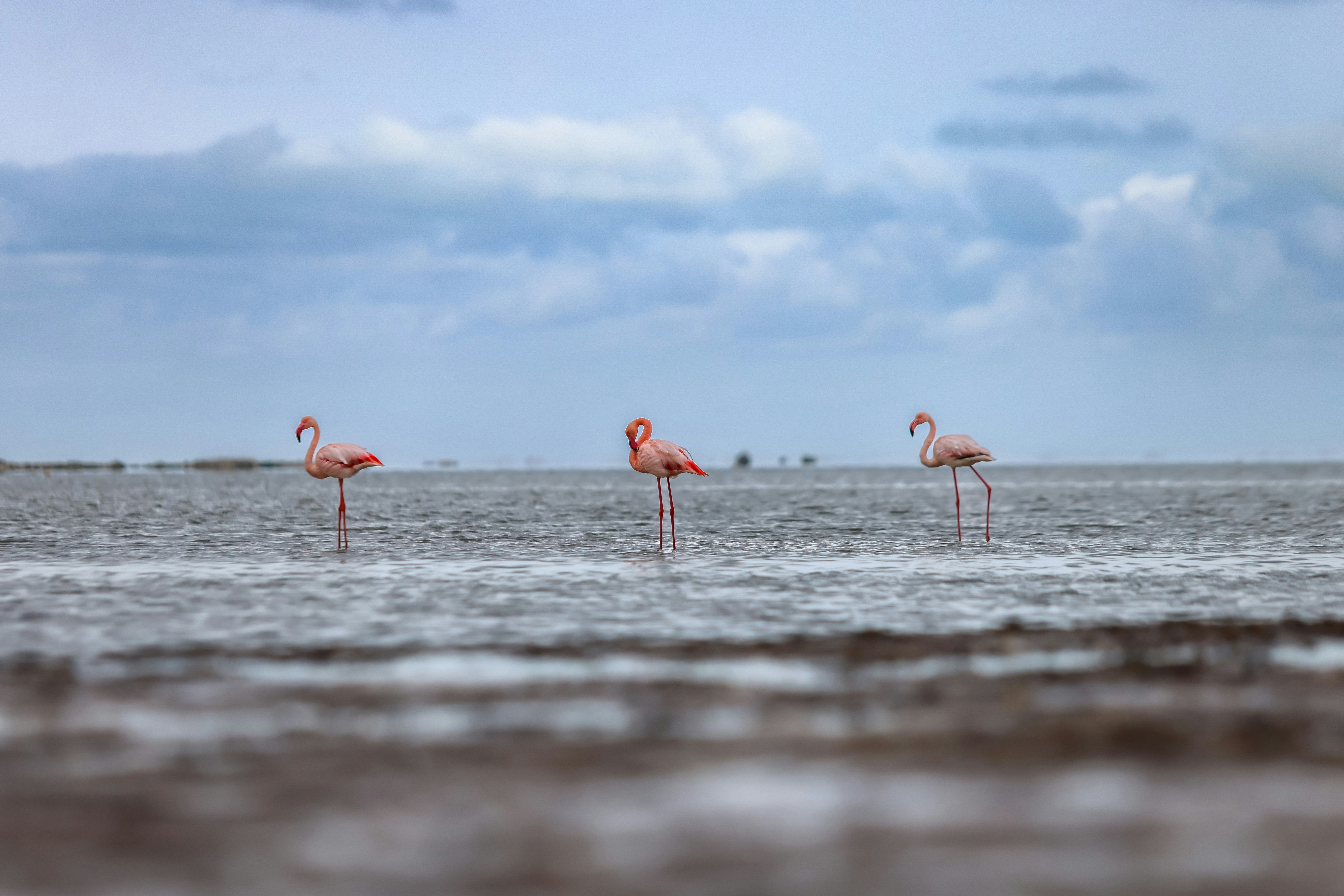 Three flamingos stand in shallow water under a cloudy sky.
