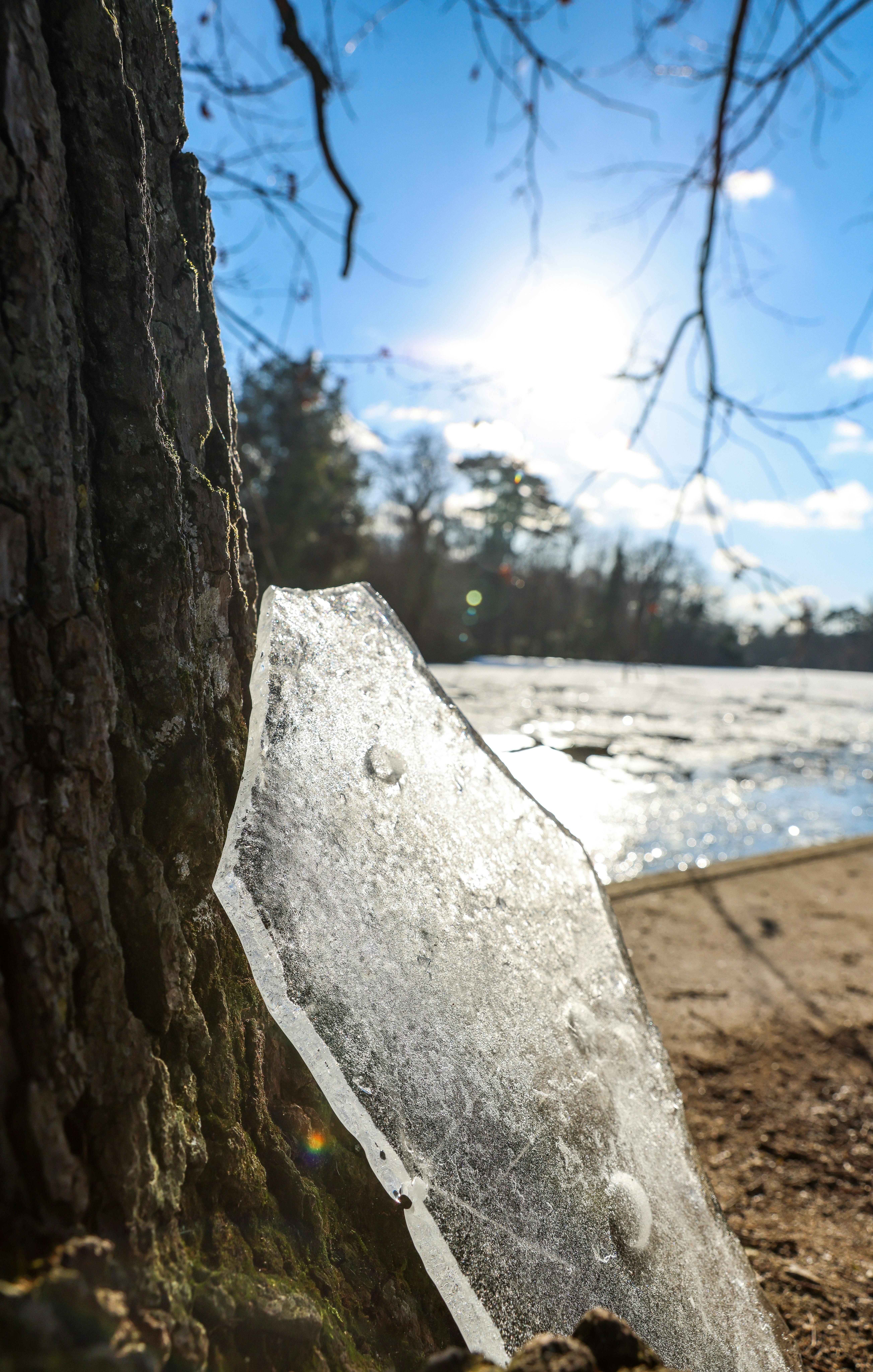 Ice shard by tree with sunlit water background