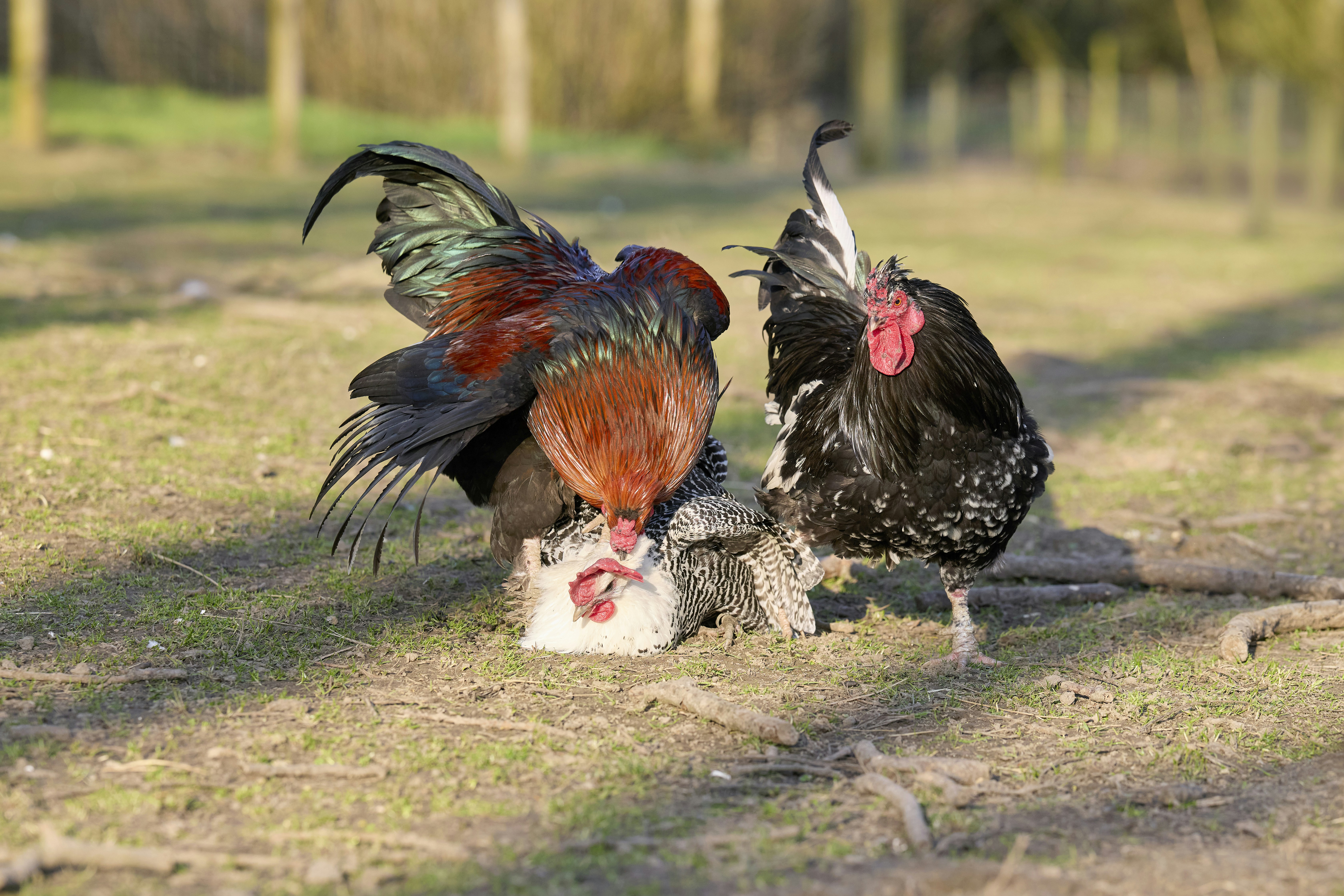 Photo by erwinbosman