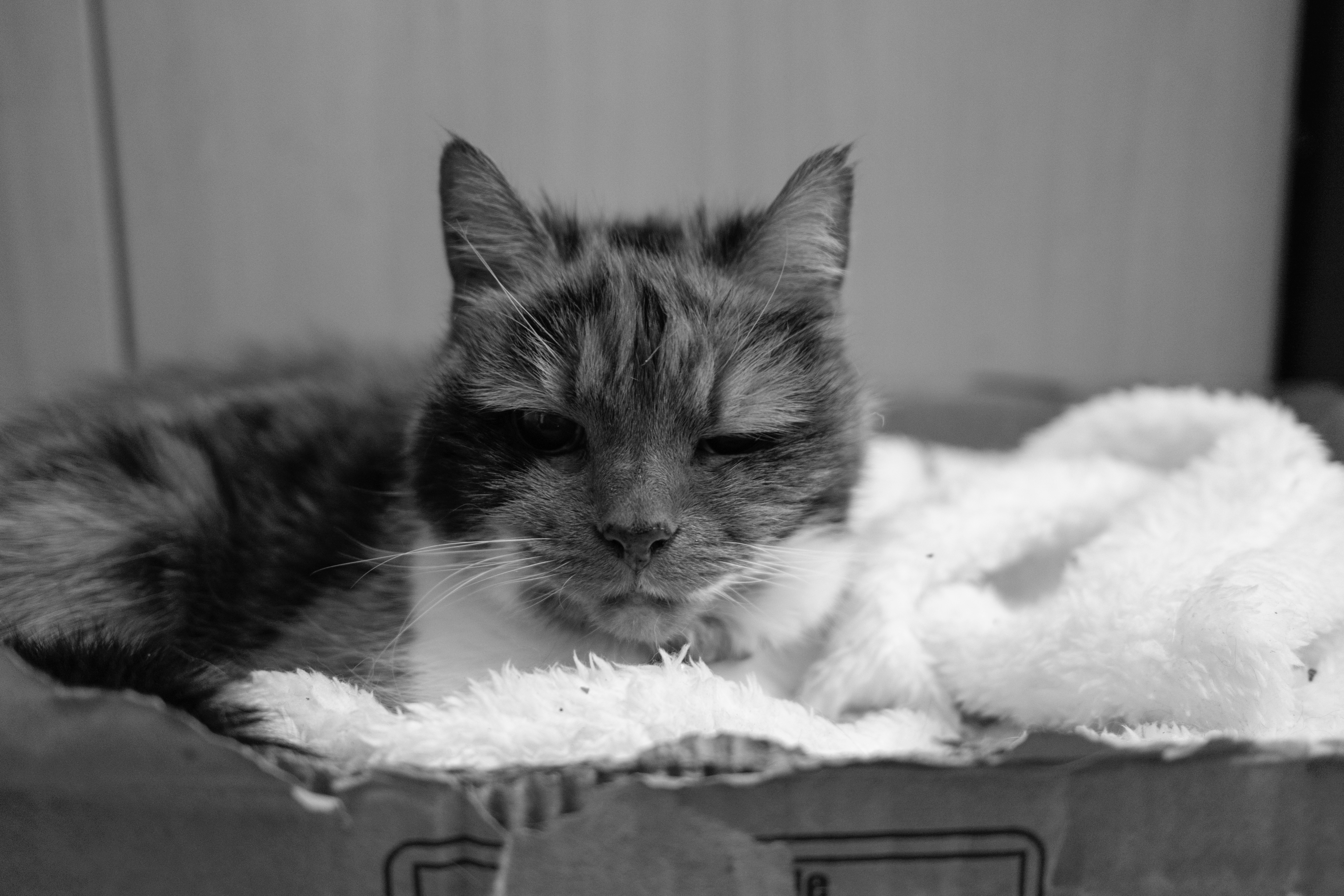 A sleepy cat resting on a soft blanket.