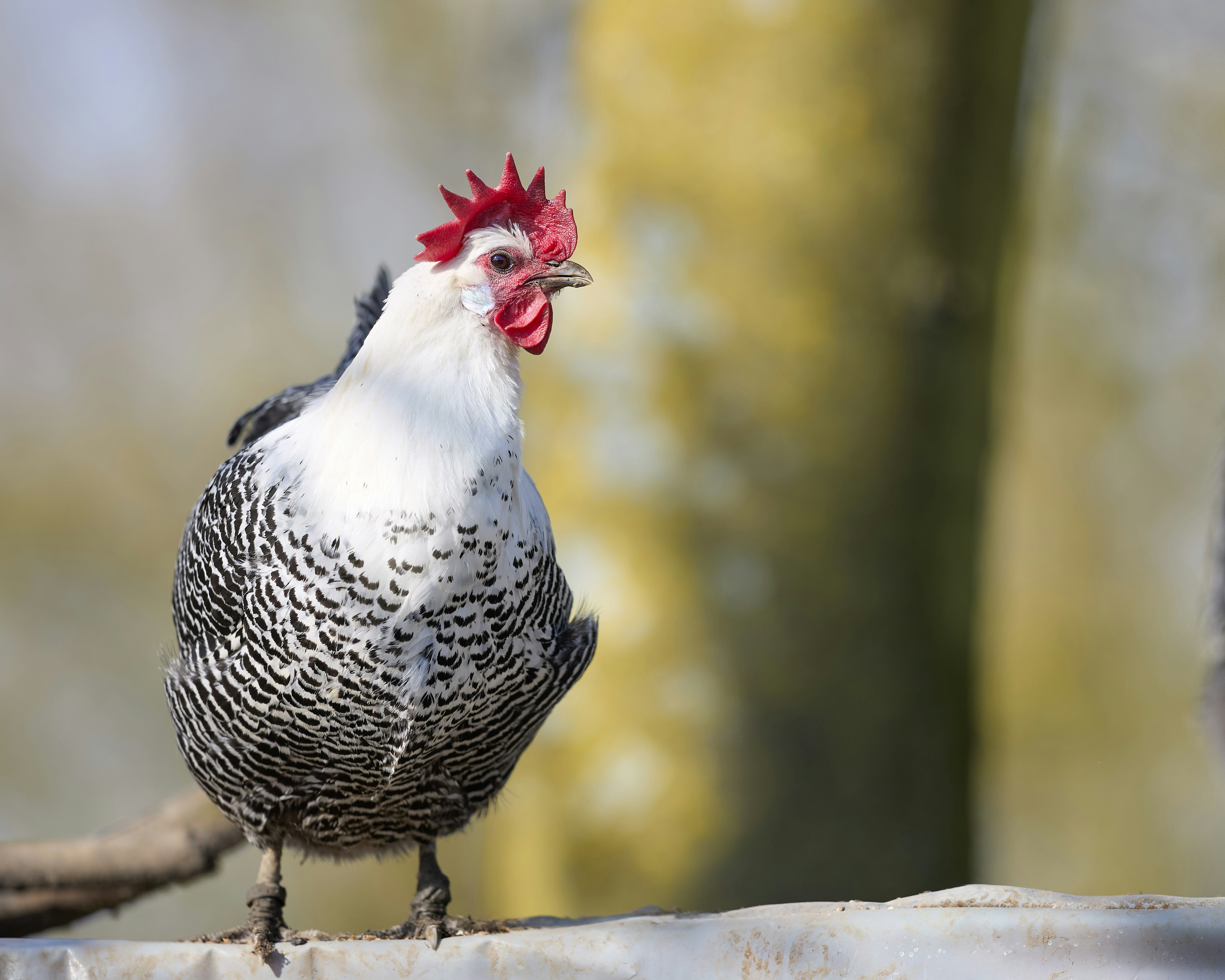 Photo by erwinbosman