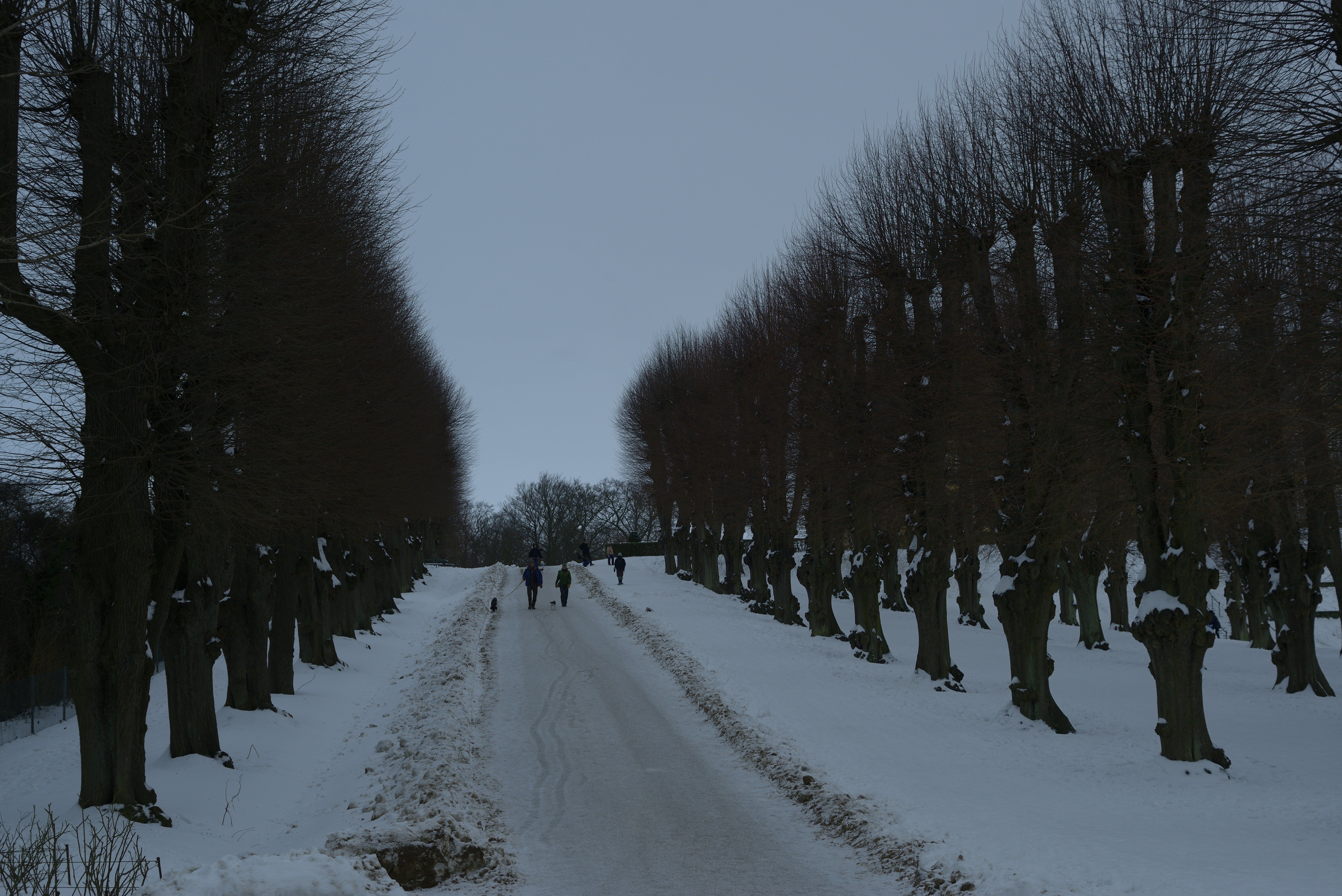 Bare trees line a snowy path with people walking