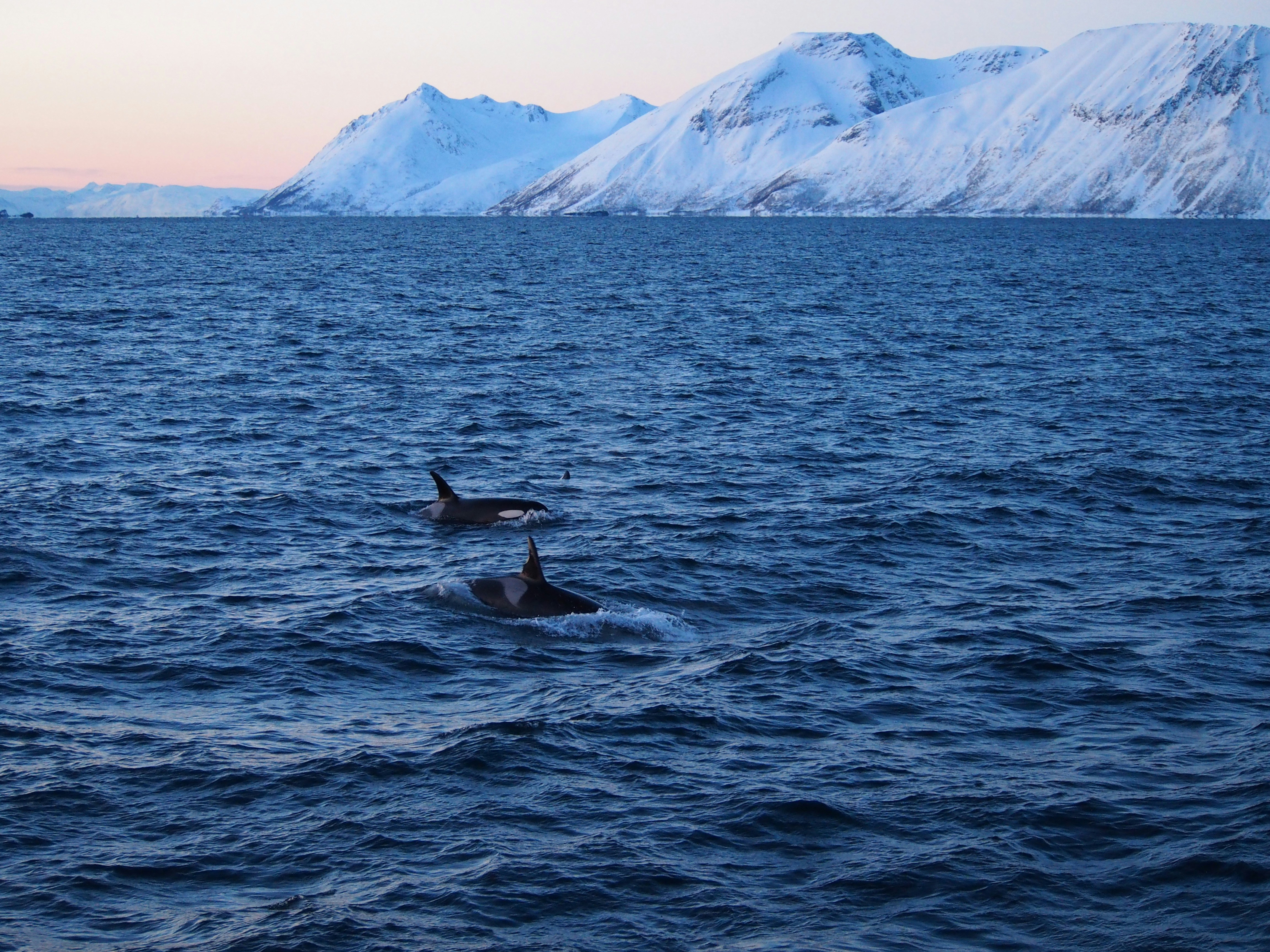 حمل و نقل بین‌المللی