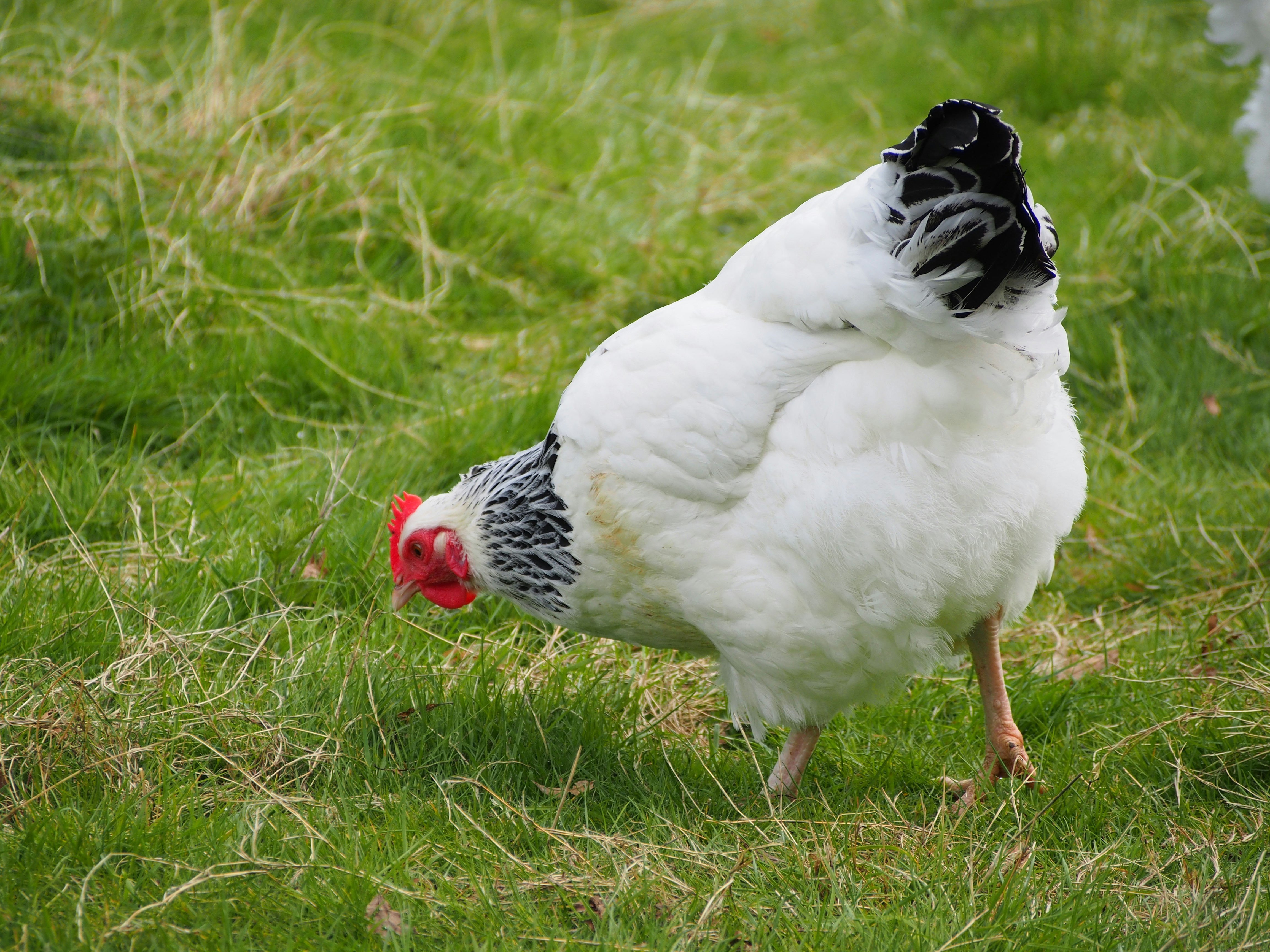 Ein weißes Huhn mit schwarzen Markierungen auf einer Graswiese.