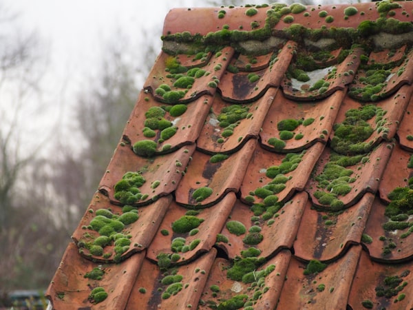 Toiture en ardoise avec traces de mousse et lichen