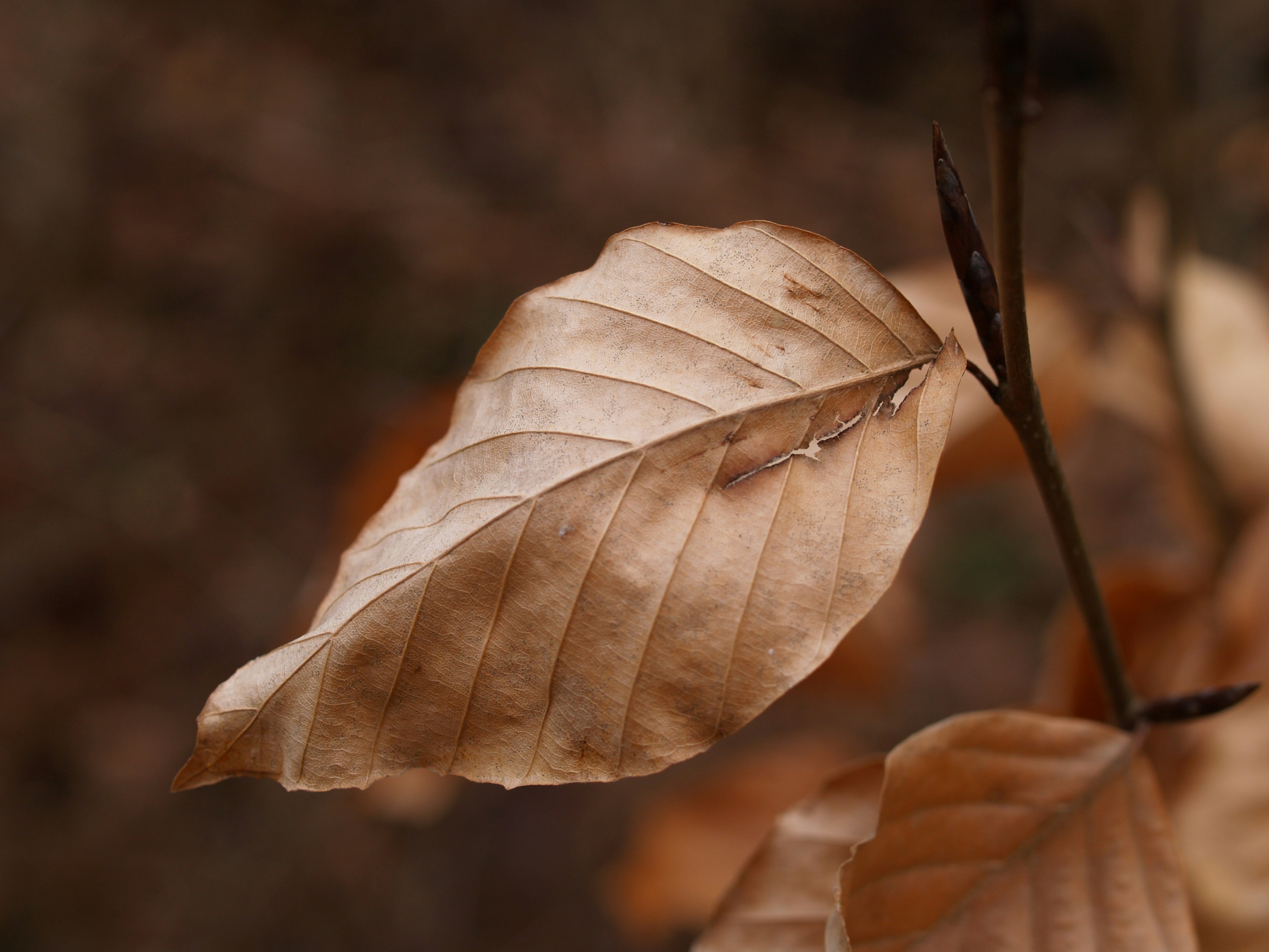 A single dry brown leaf on a branch.
