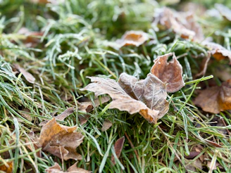 Frosty leaves resting on green grass in winter