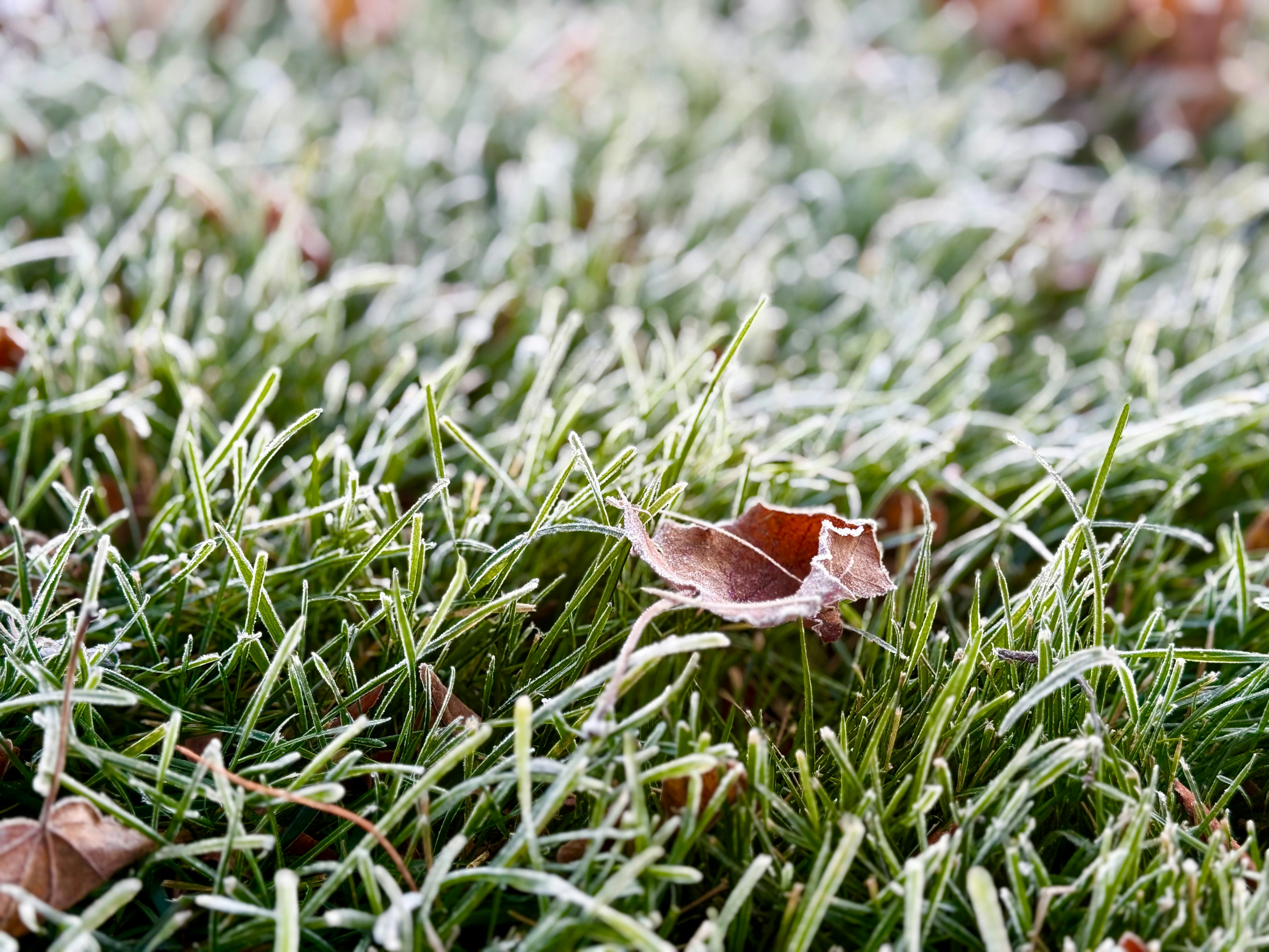 Frost covers grass and fallen leaves on a cold morning.