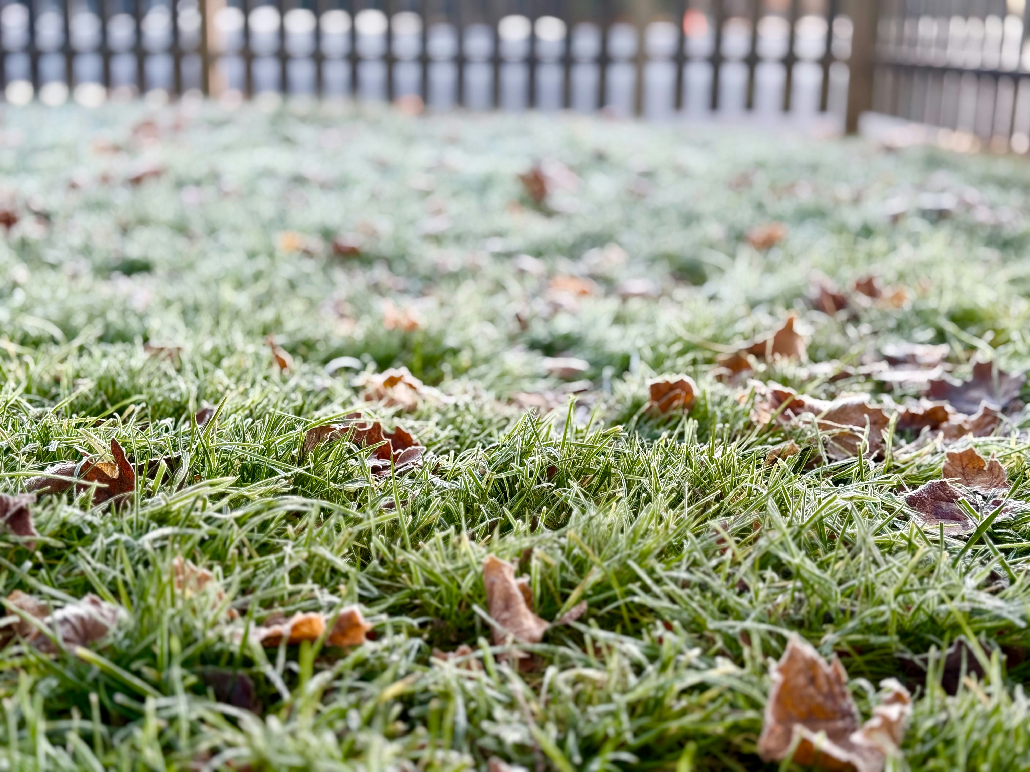 Frosty grass and fallen leaves on a cold morning.
